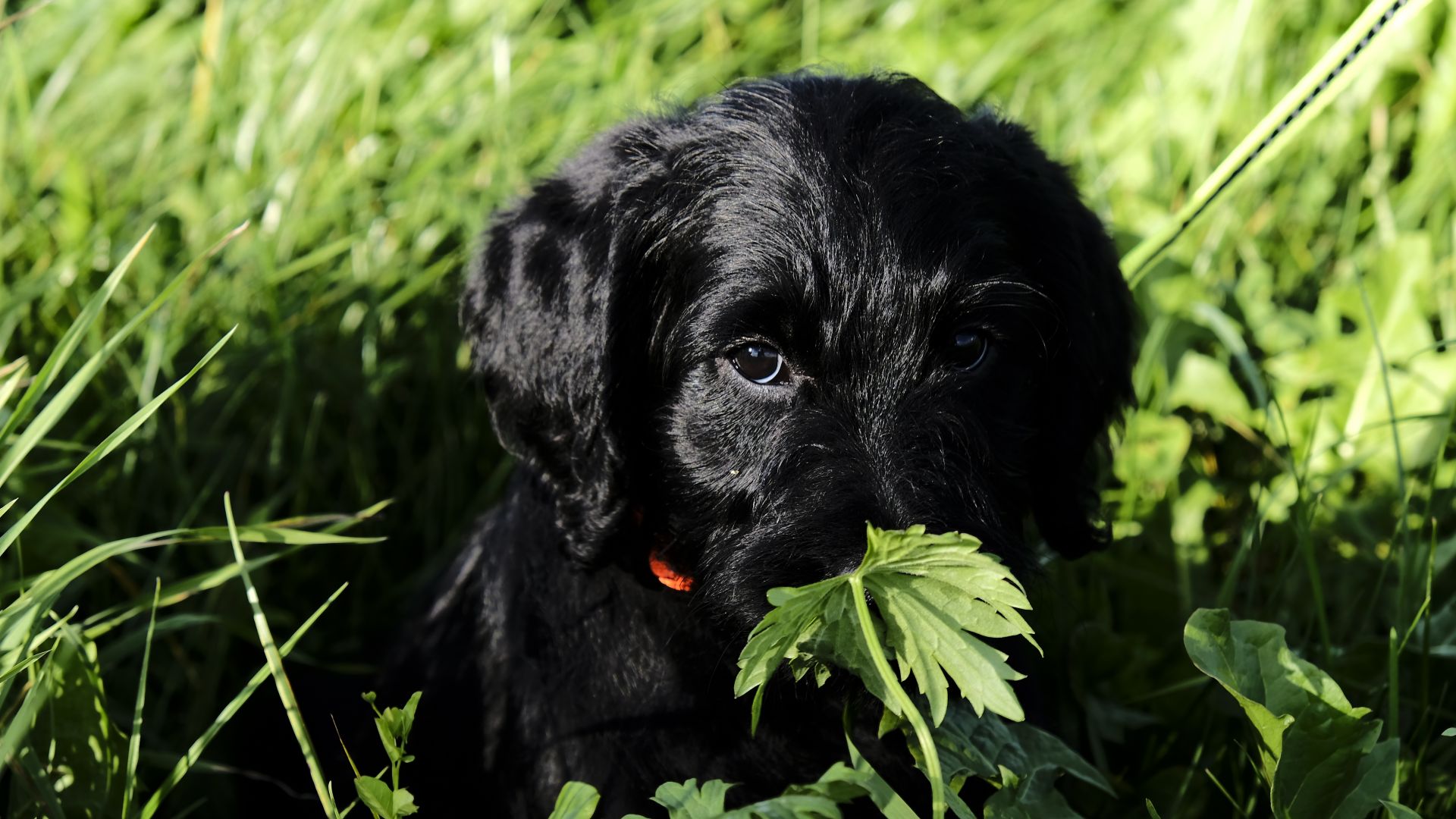 Wallpaper Black puppy, dog, grass