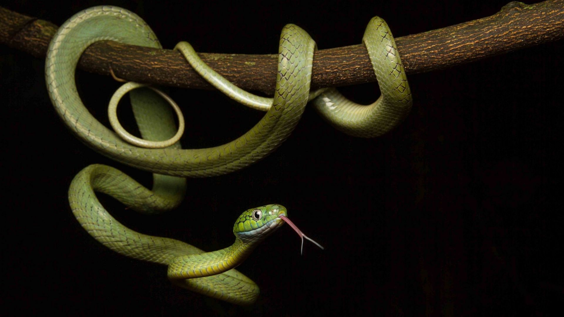 Wallpaper Green reptile, snake, hang