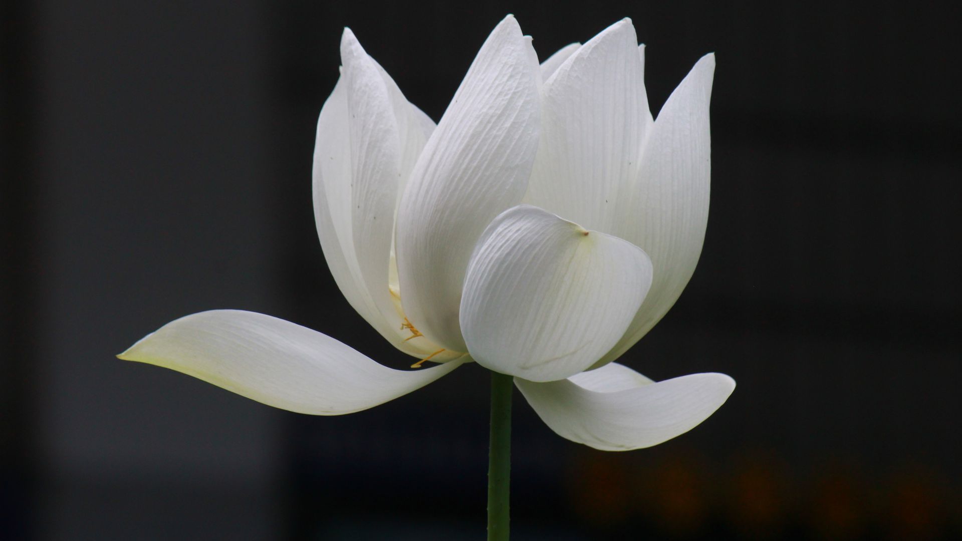 Wallpaper White lotus flower, close up, flower