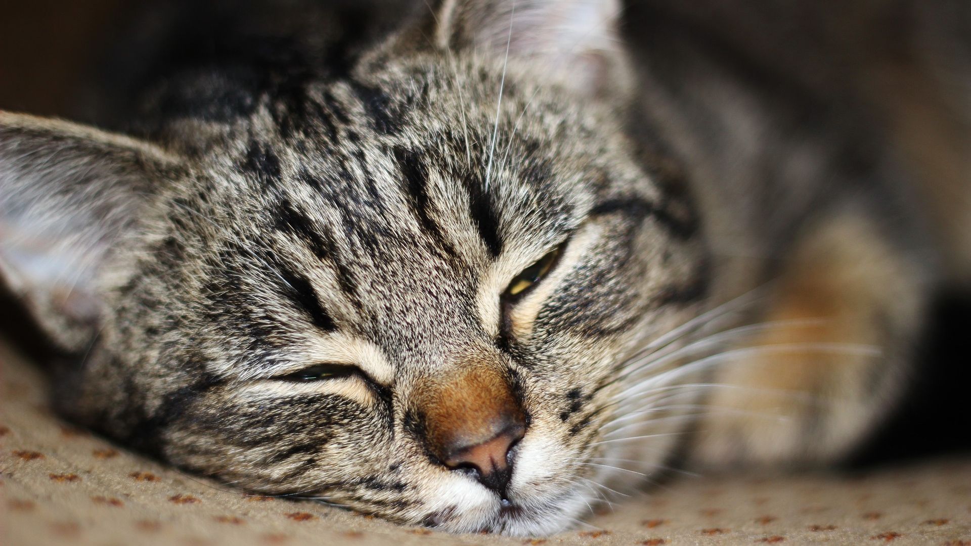 Wallpaper Close up, cat, sleeping, relaxed