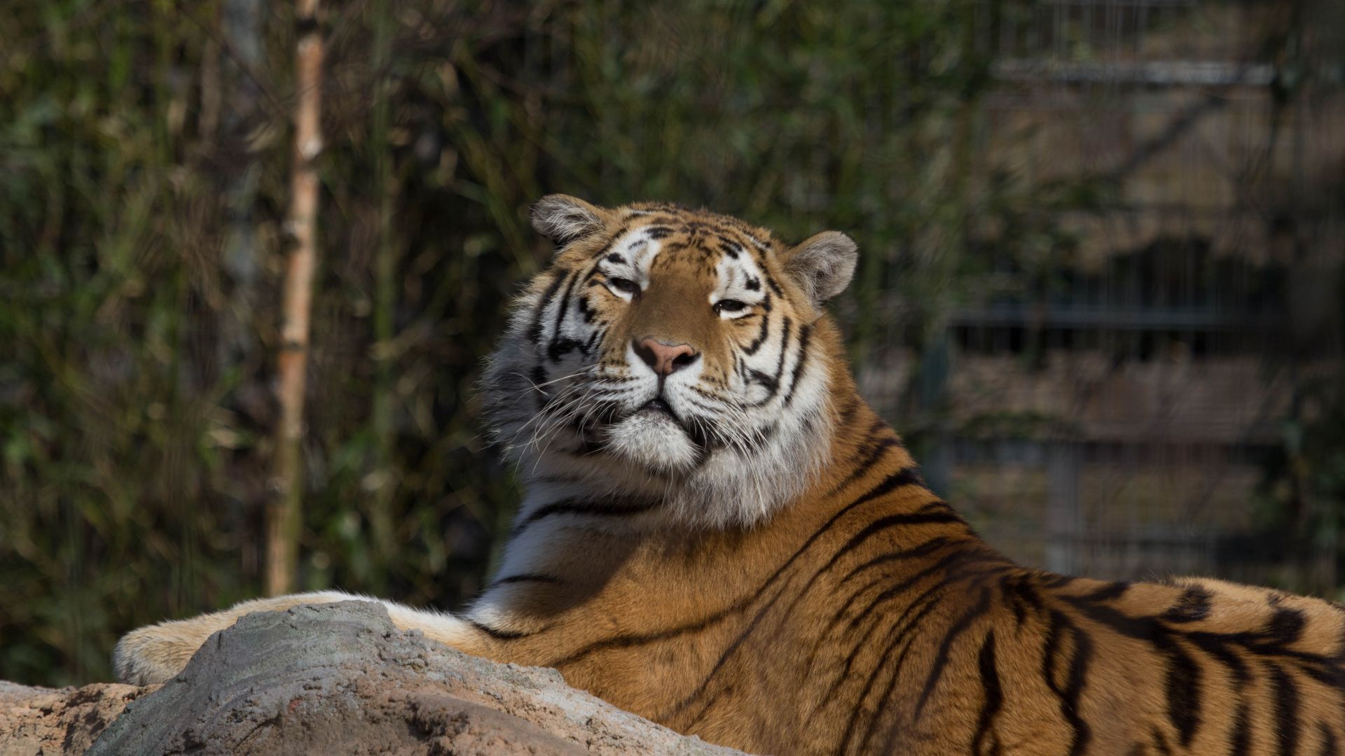 Wallpaper Tiger predator big cat
