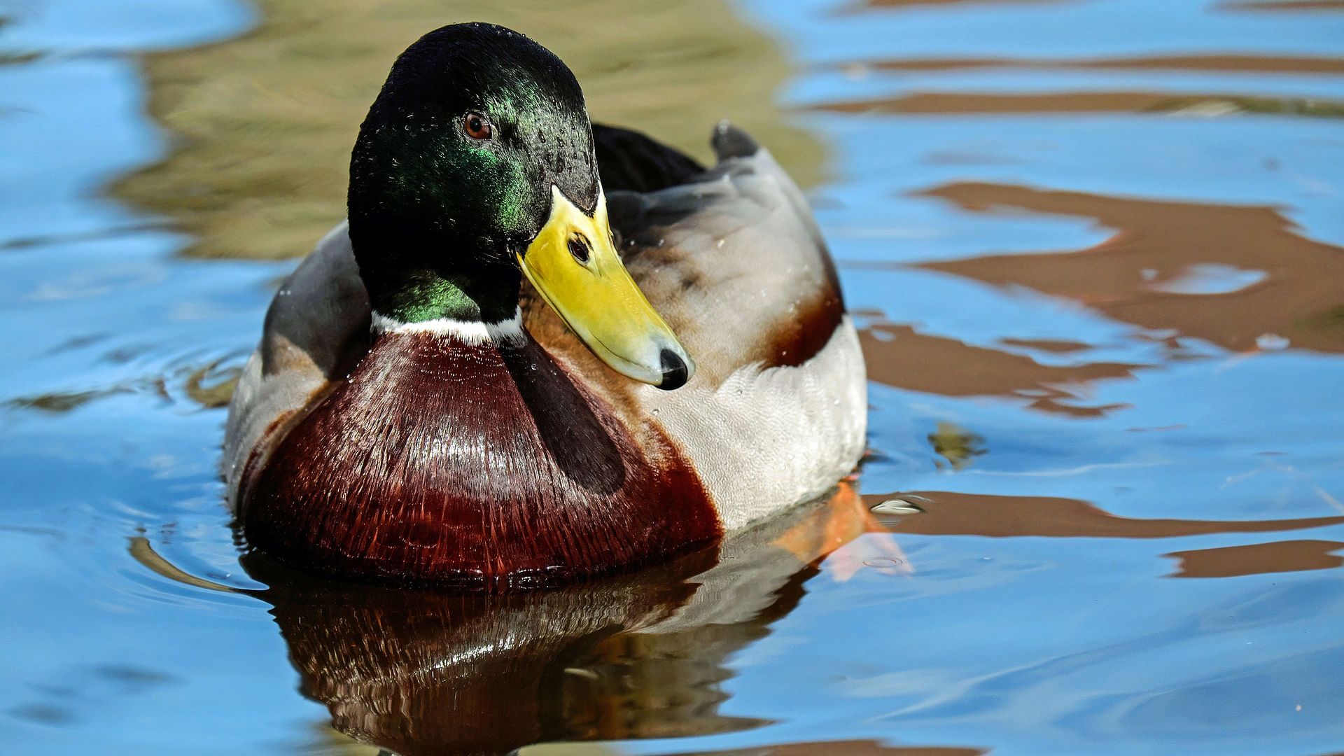 Wallpaper Mallard duck bird, duck, swim