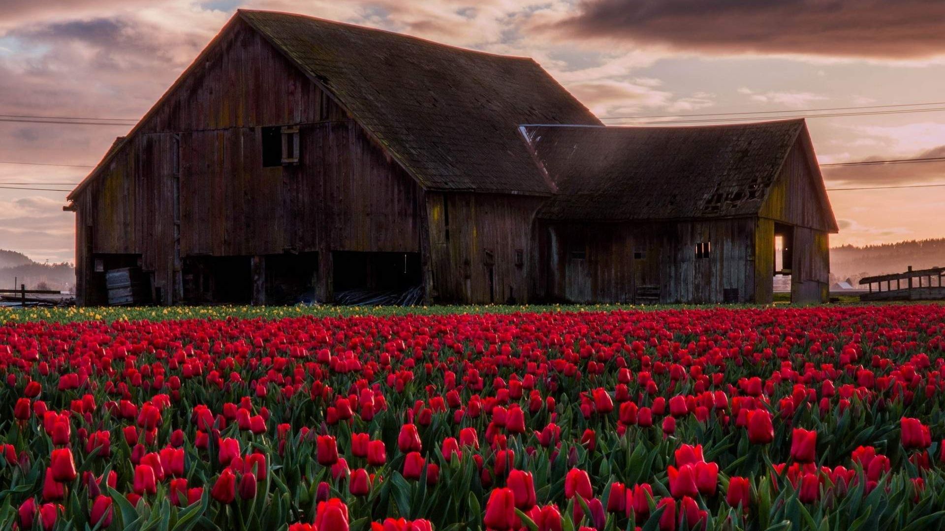 Wallpaper Old barn in tulip field landscape