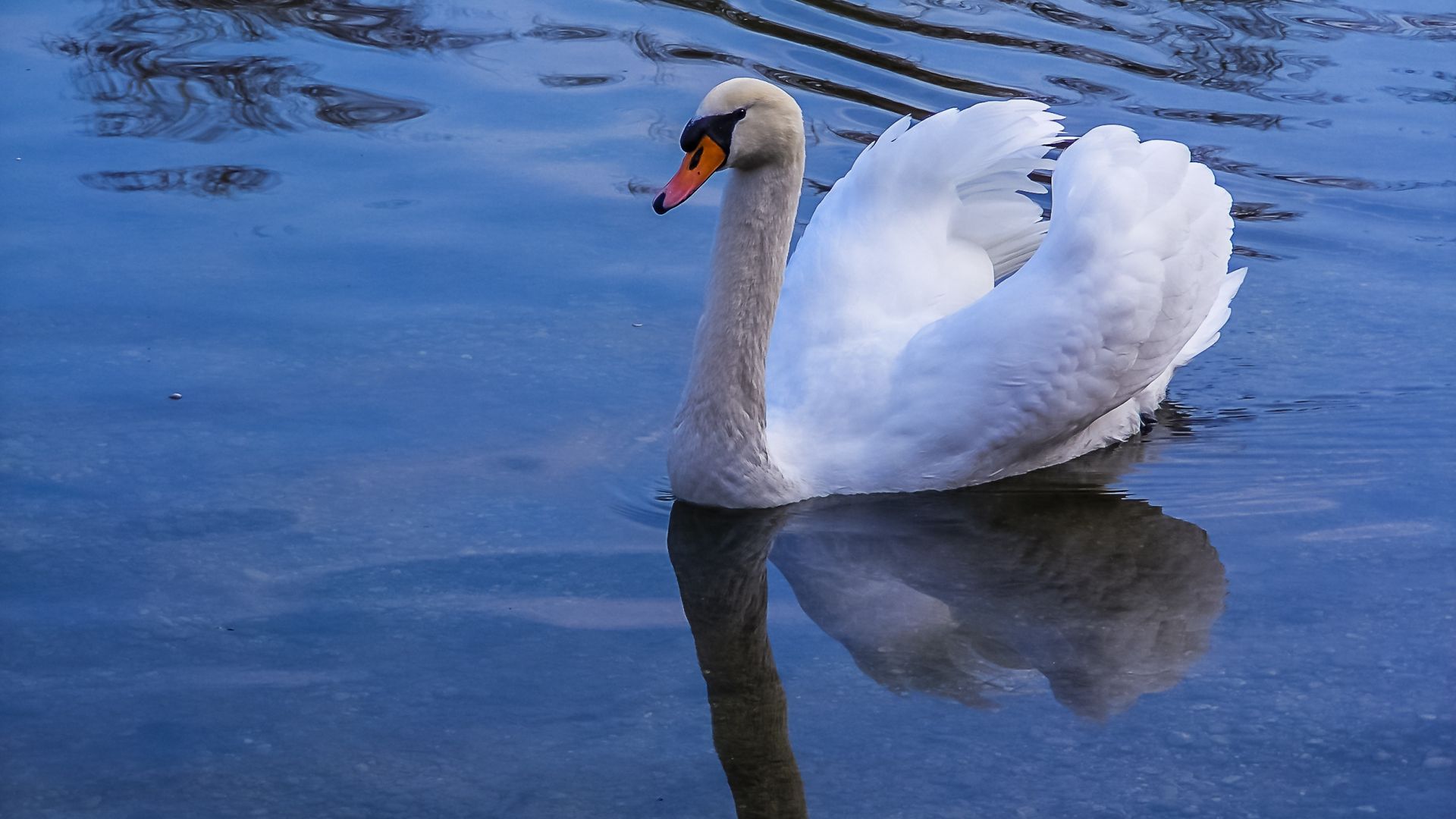 Wallpaper Swan, lake, water, reflections