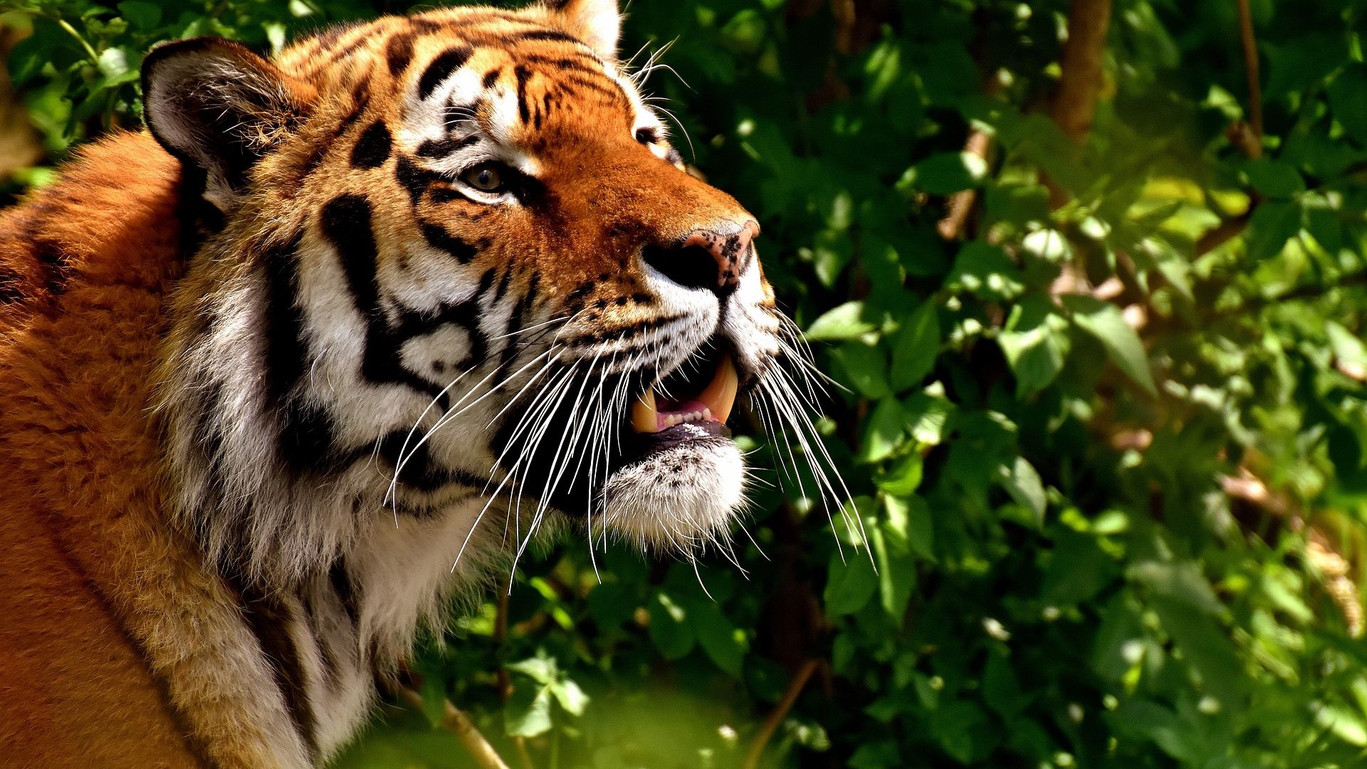 Wallpaper Tiger, predator, fur, teeth
