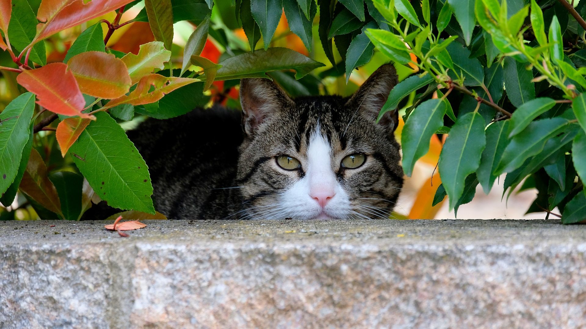 Wallpaper Cat head, leaves, hide