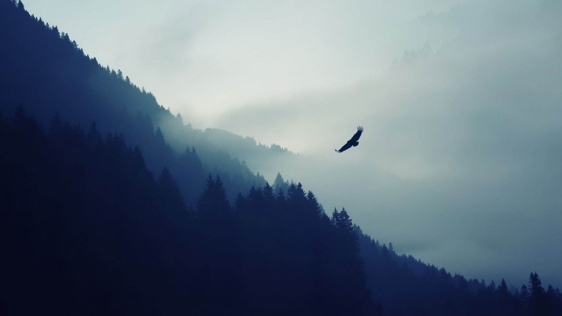 Wallpaper Eagle over the mountain, dark