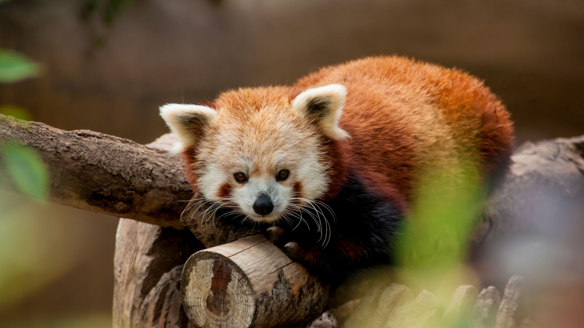 Wallpaper Red panda animal