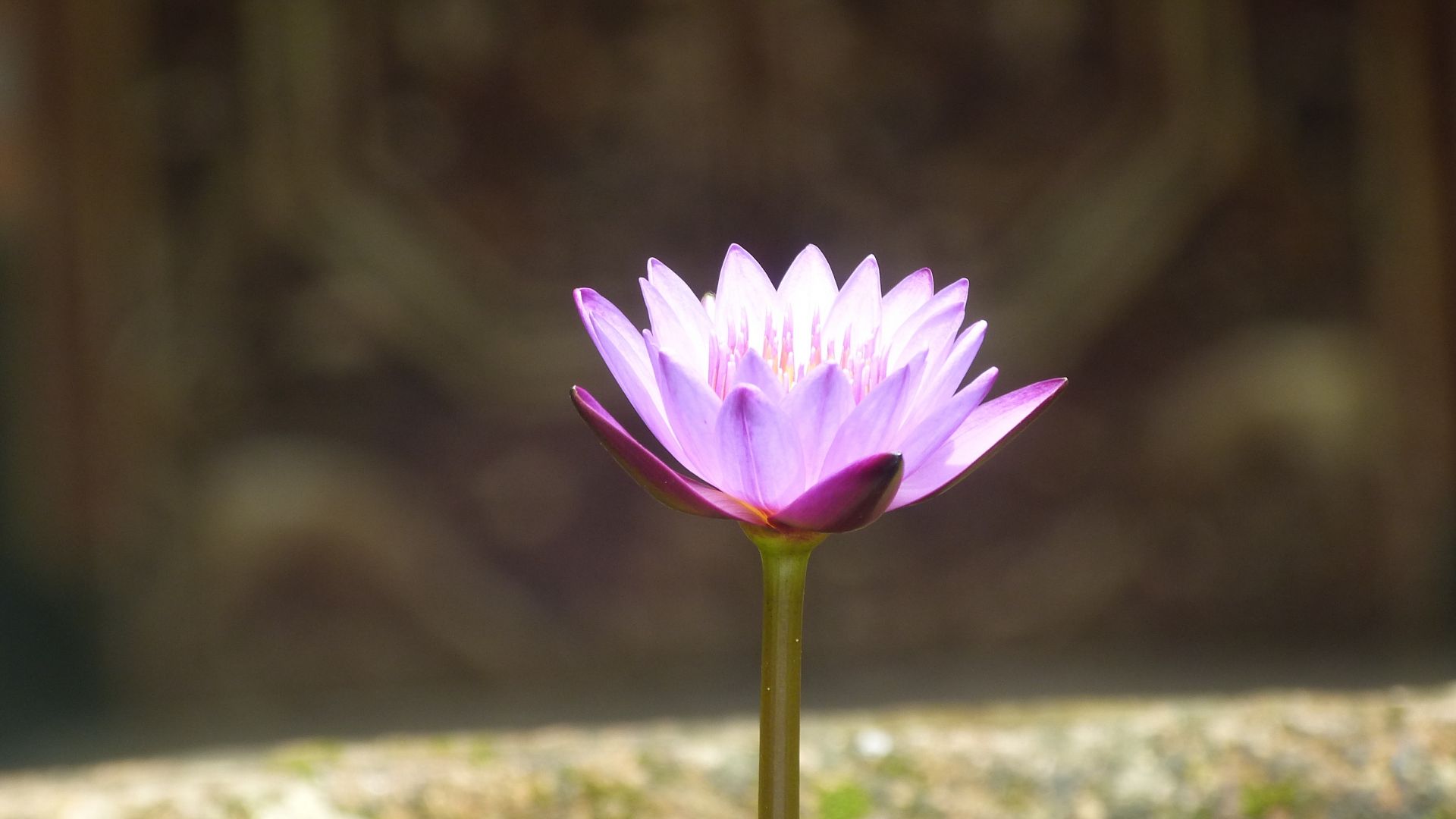 Wallpaper Water lily, pink flower, blur