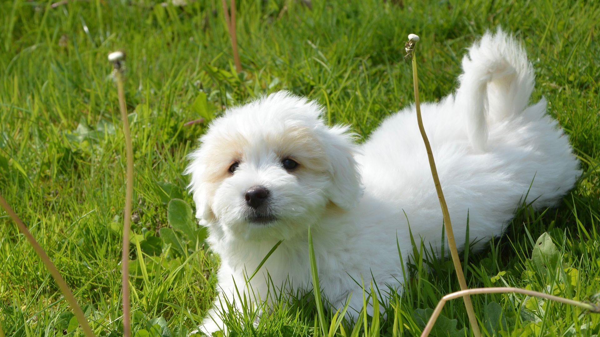 Wallpaper White cute dog, play, grass field