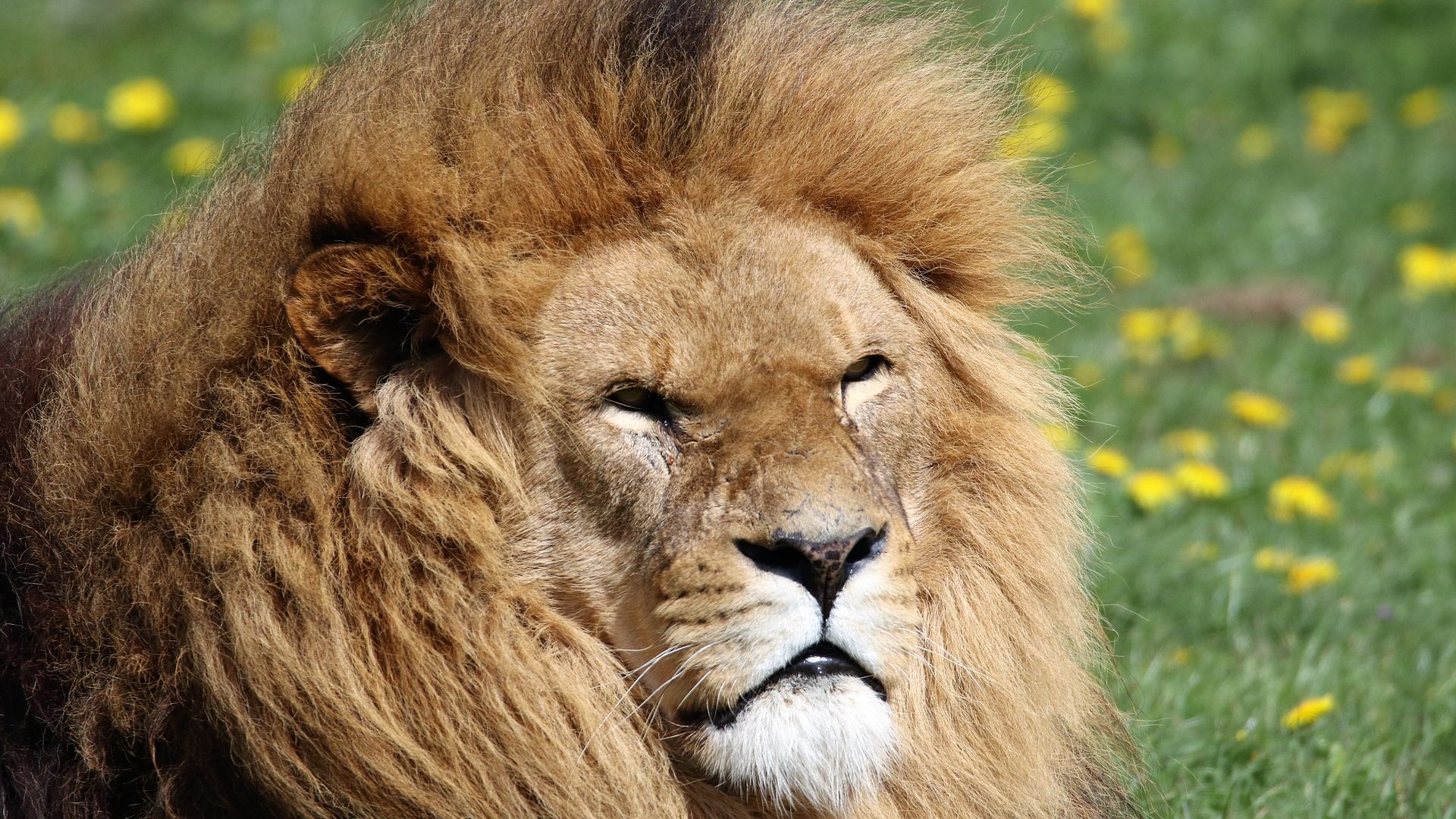 Wallpaper Beast of beasts, animal, lion muzzle
