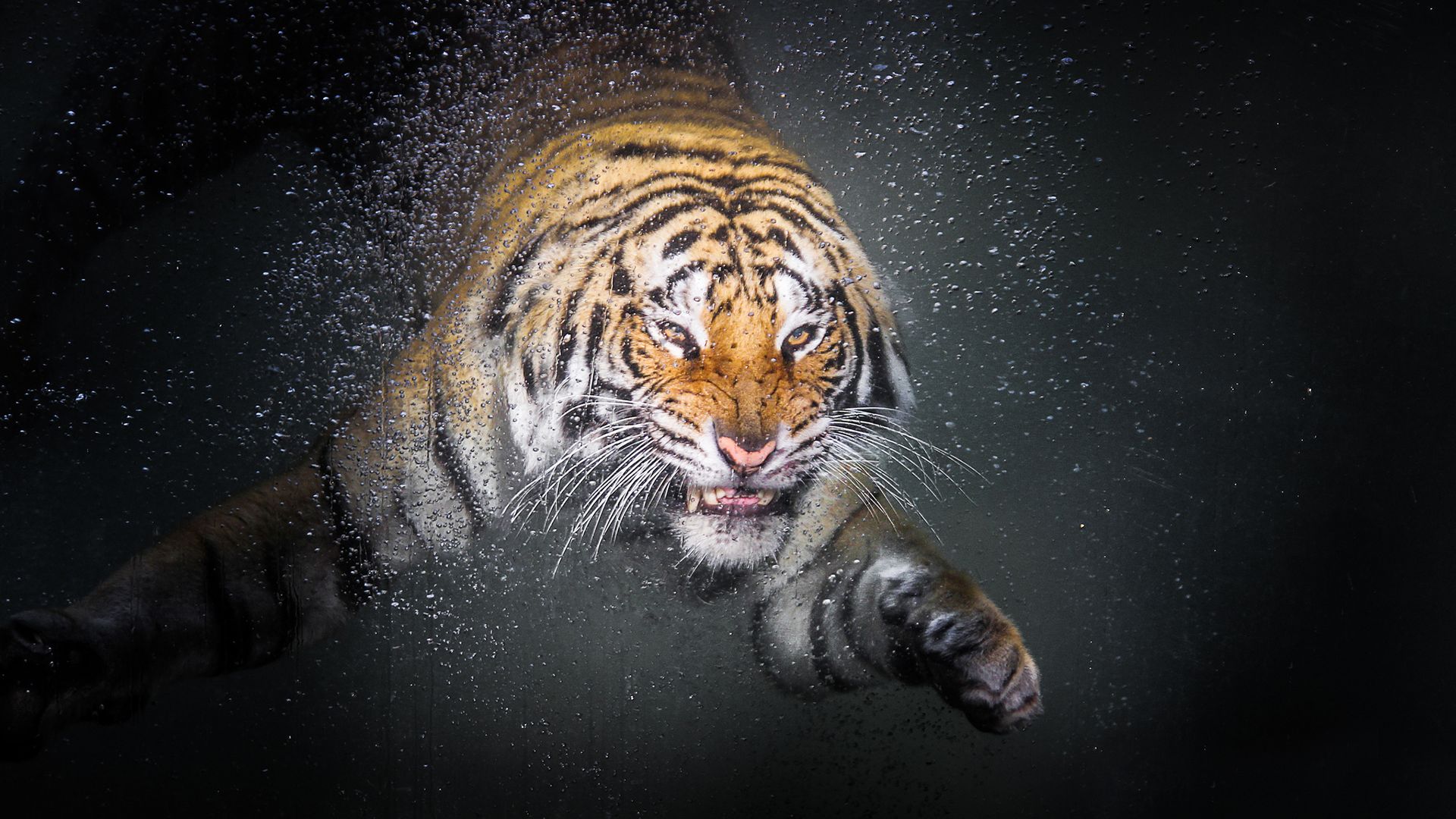 Wallpaper Tiger, under water
