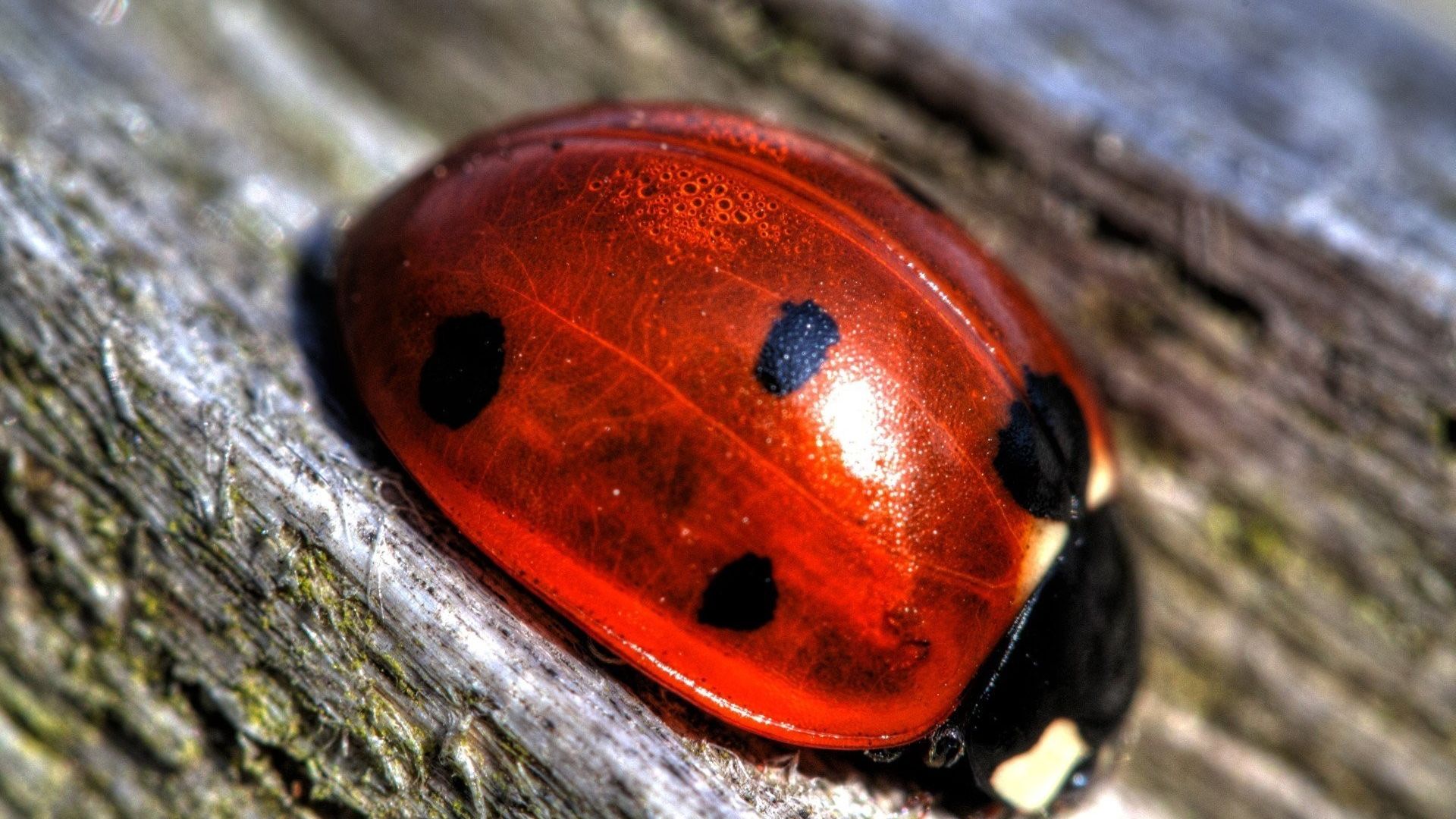 Wallpaper Ladybug insect close up