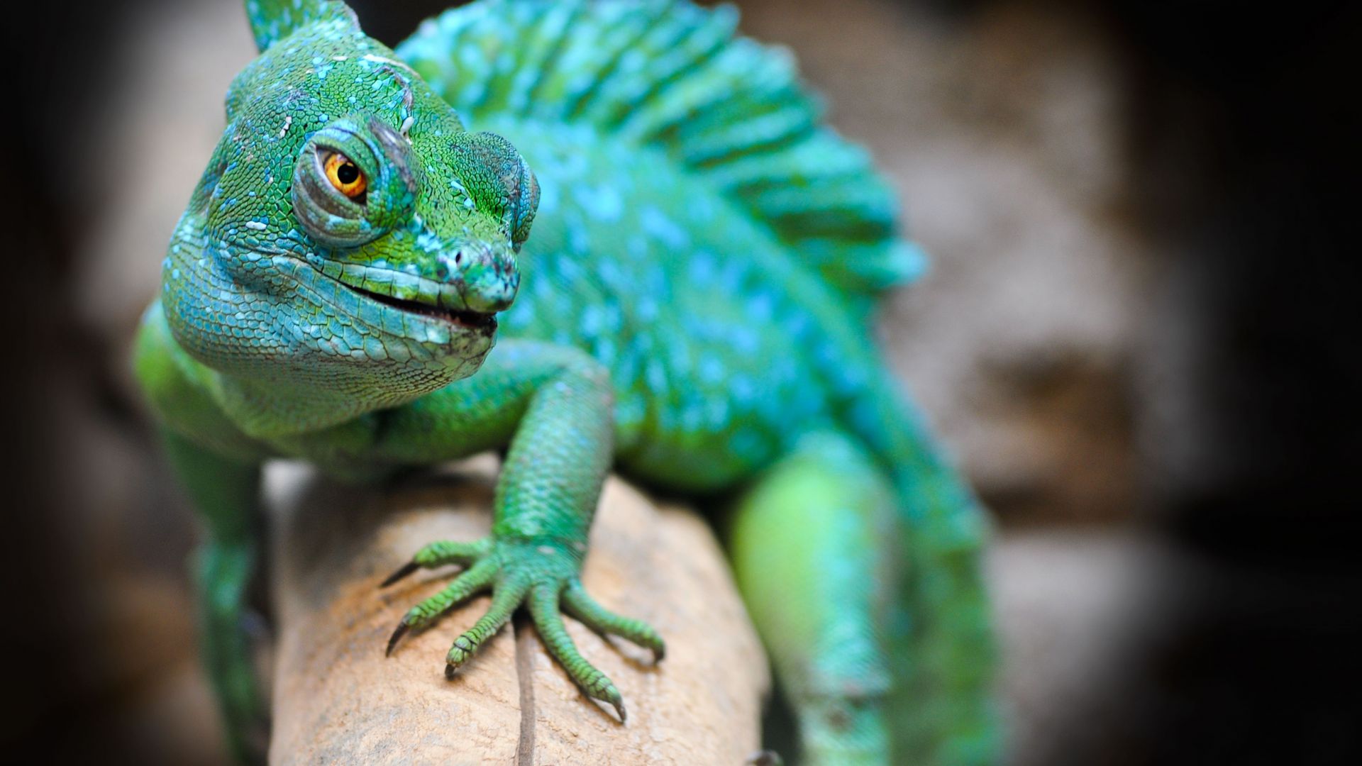 Wallpaper Green lizards, reptiles 