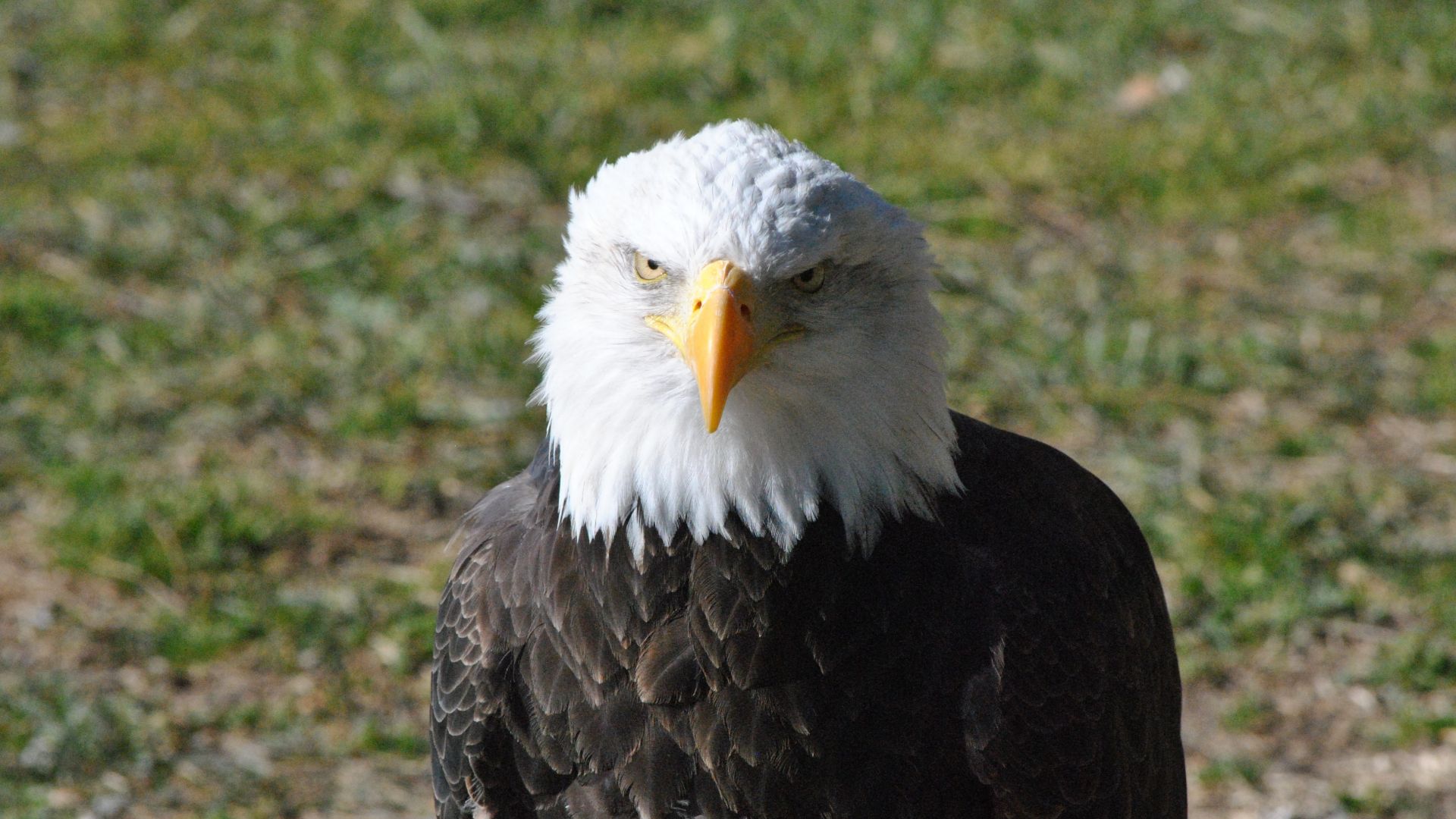 Wallpaper Bald eagle, curious bird, predator