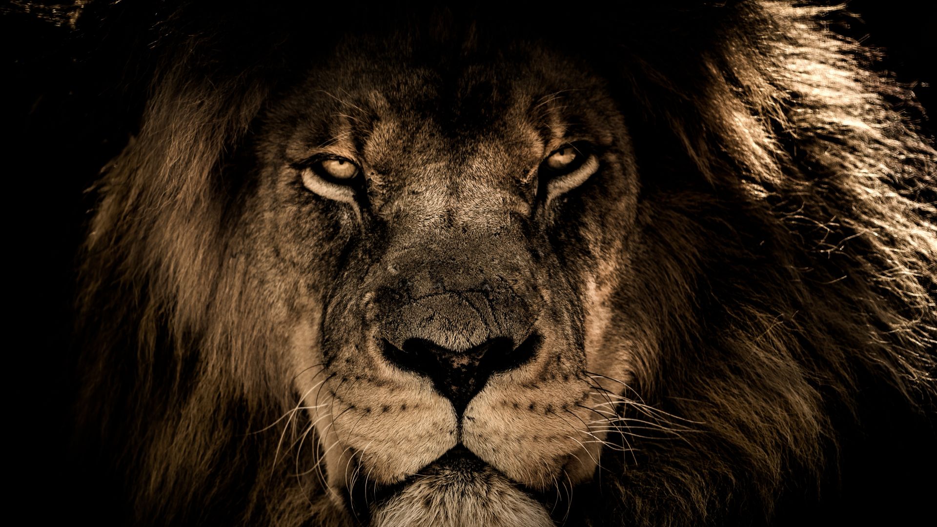 Wallpaper African lion, beast, muzzle, 4k