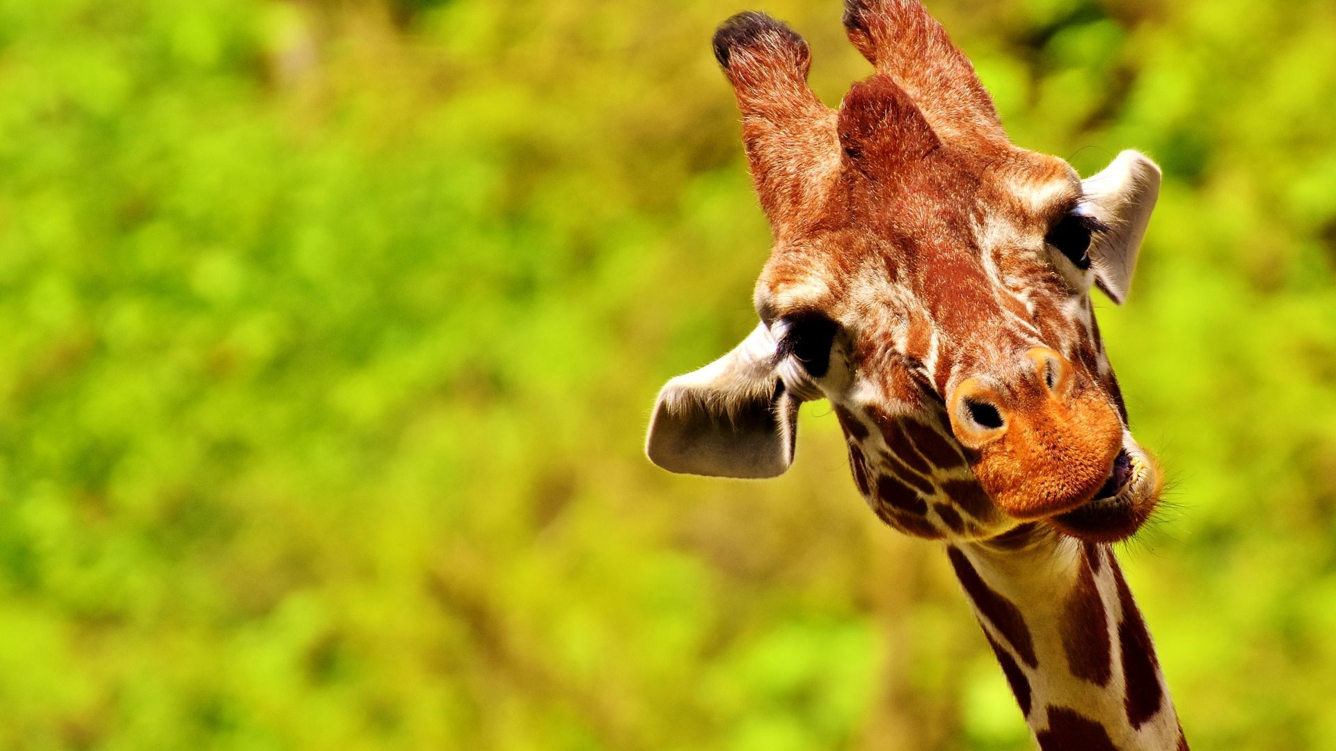 Desktop Wallpaper Giraffe, Funny Face, Big Animal, Hd Image, Picture,  Background, 20a886