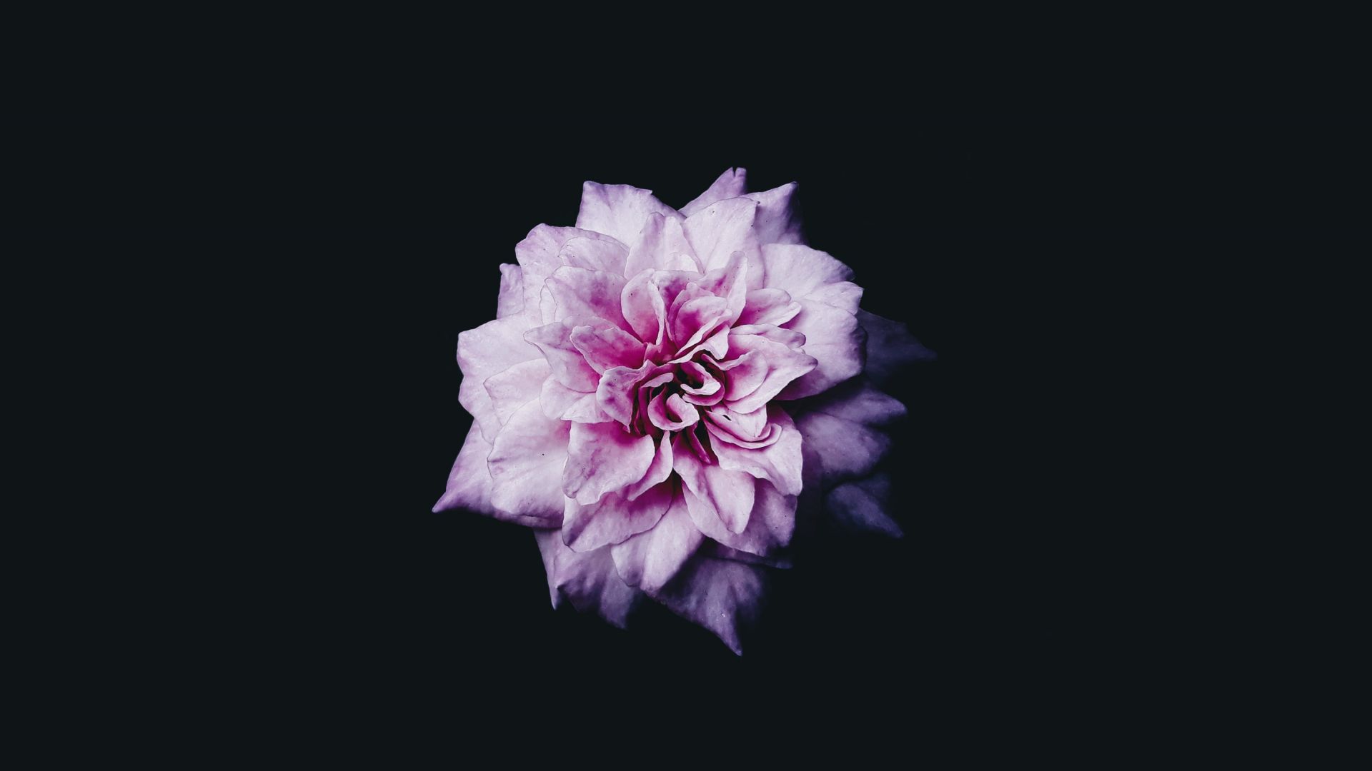 Wallpaper Pink flower, portrait, 4k
