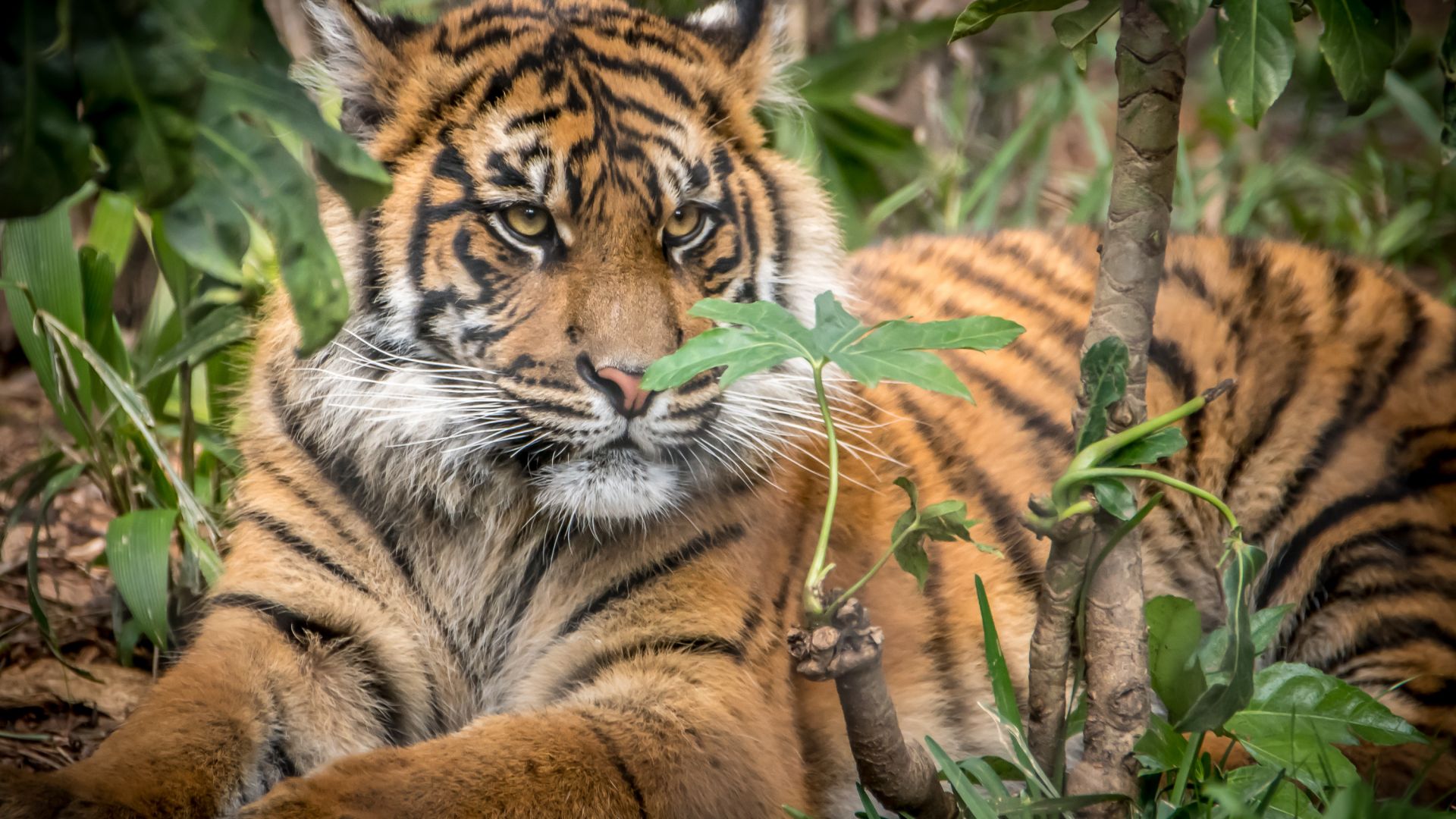 Wallpaper Tiger, predator, relaxed, animal, sit