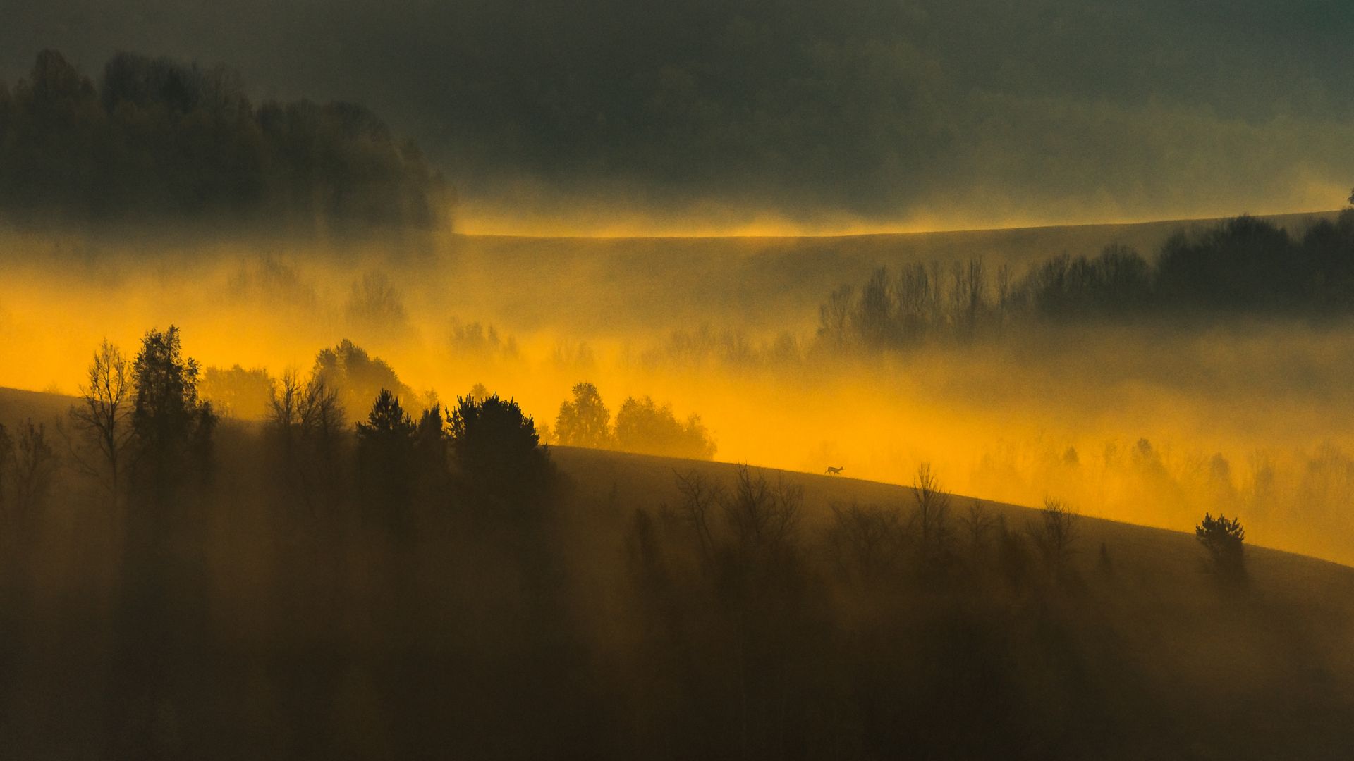 Wallpaper Sunrise, landscape, tree, misty day, fog