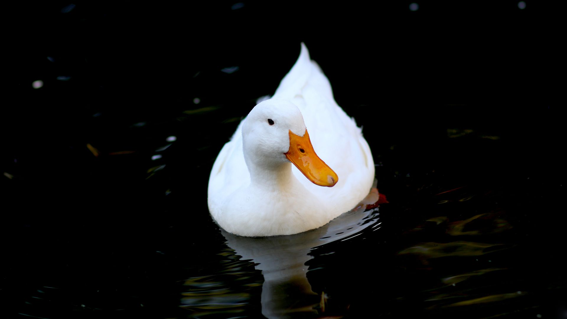Wallpaper White duck, water bird, swim, 5k