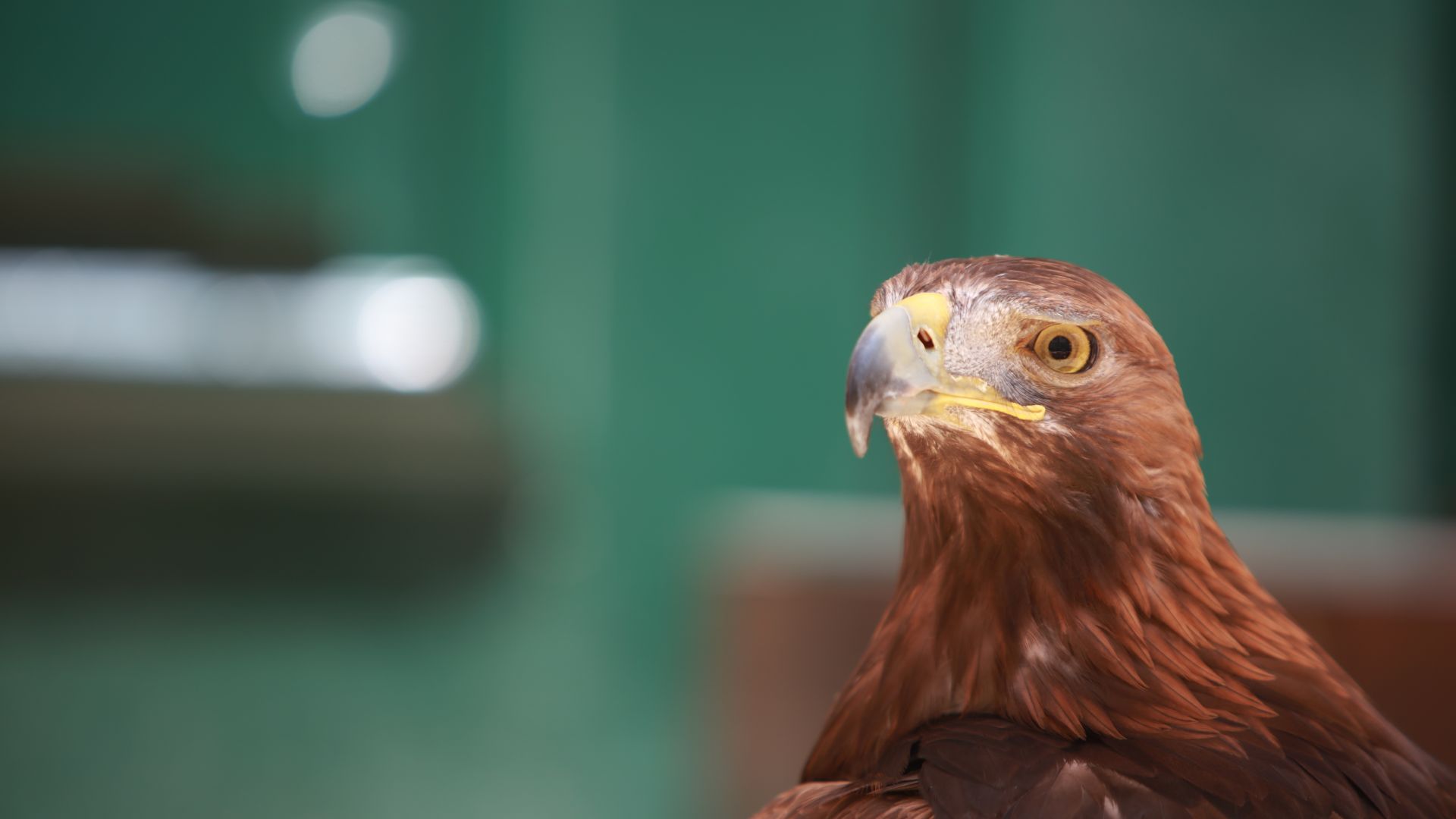 Wallpaper Eagle, bird, predator, brown bird