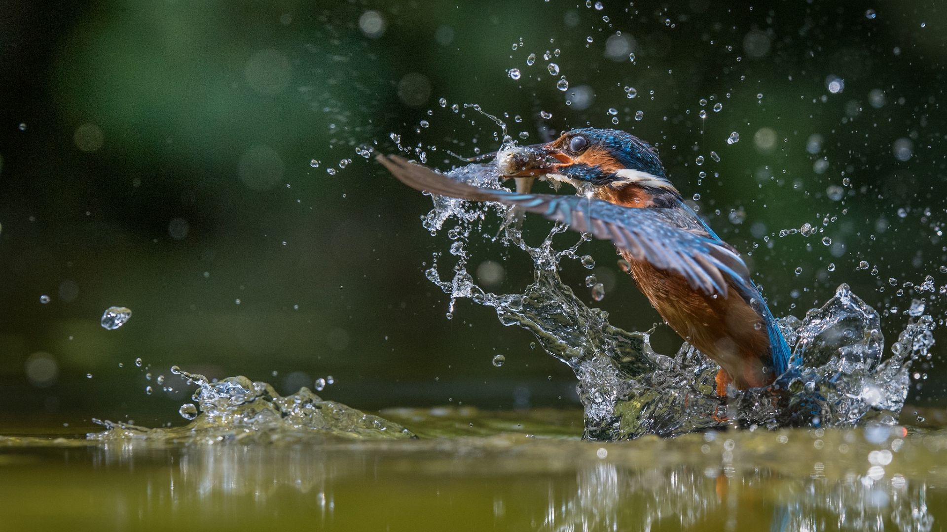 Wallpaper Water splashes, kingfisher, bird