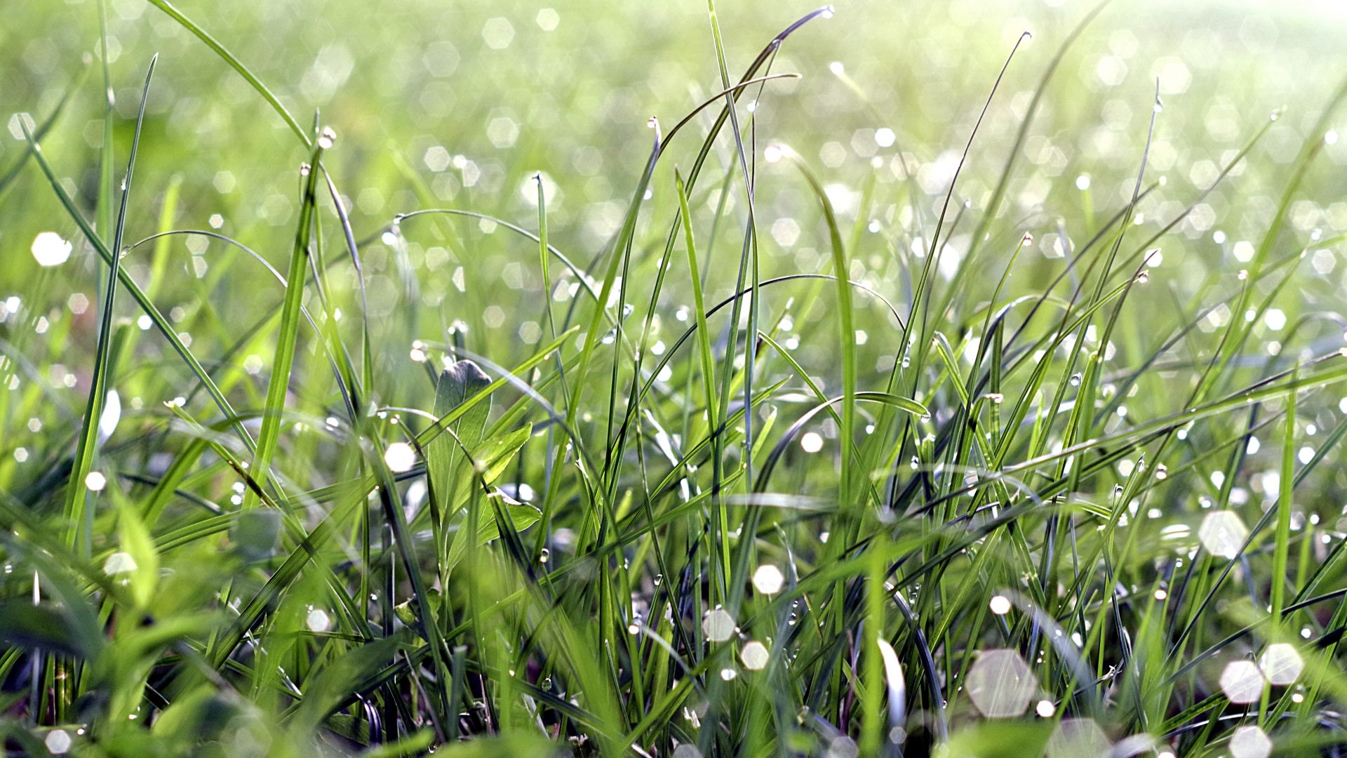 Wallpaper Morning, dew drops, grass, bokeh