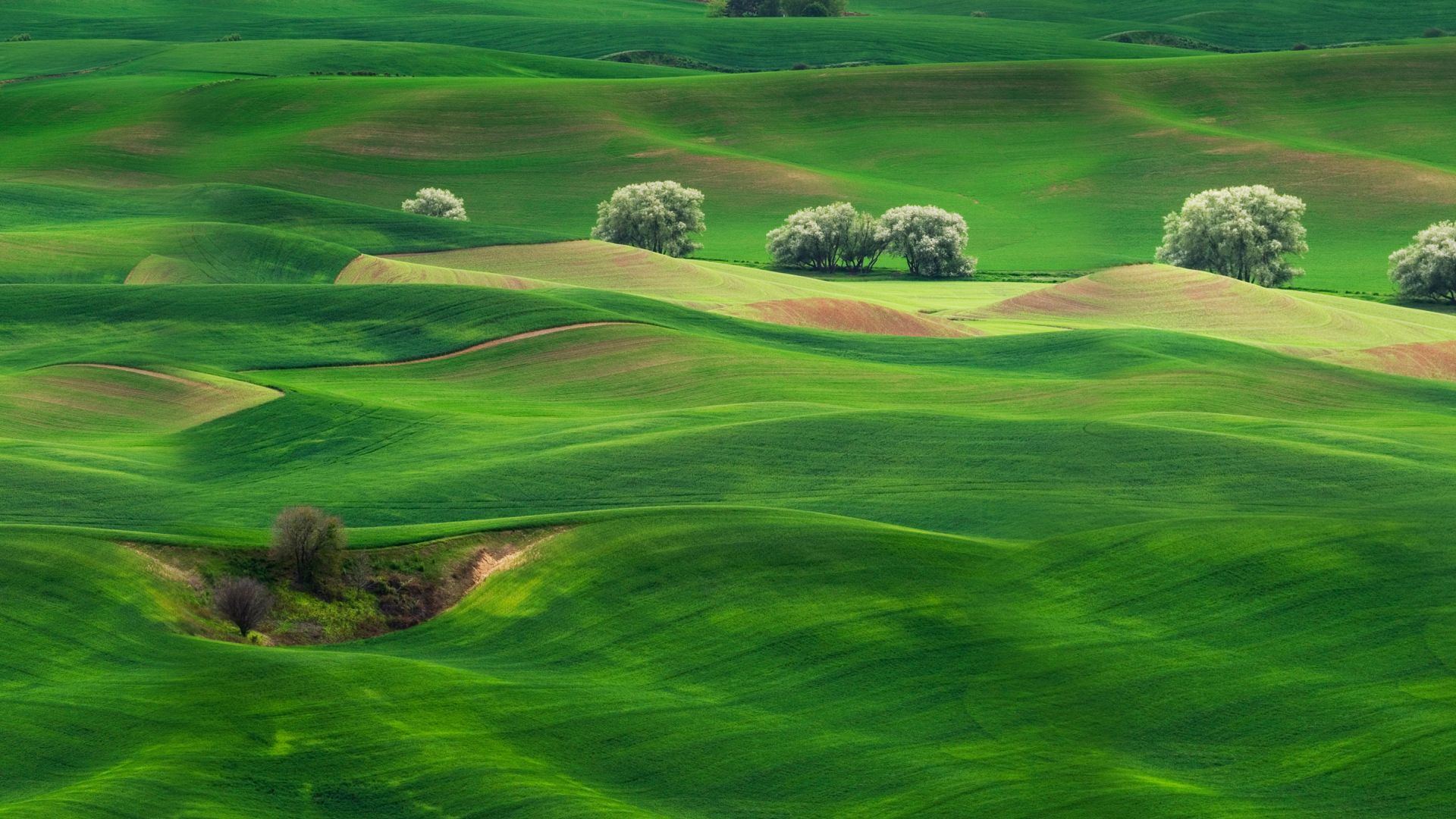 Wallpaper Grassland, landscape, Huawei Mate 10, stock