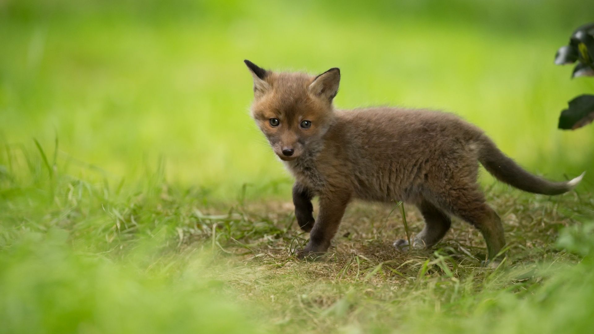 Wallpaper Fox, baby animal, walk, wildlife