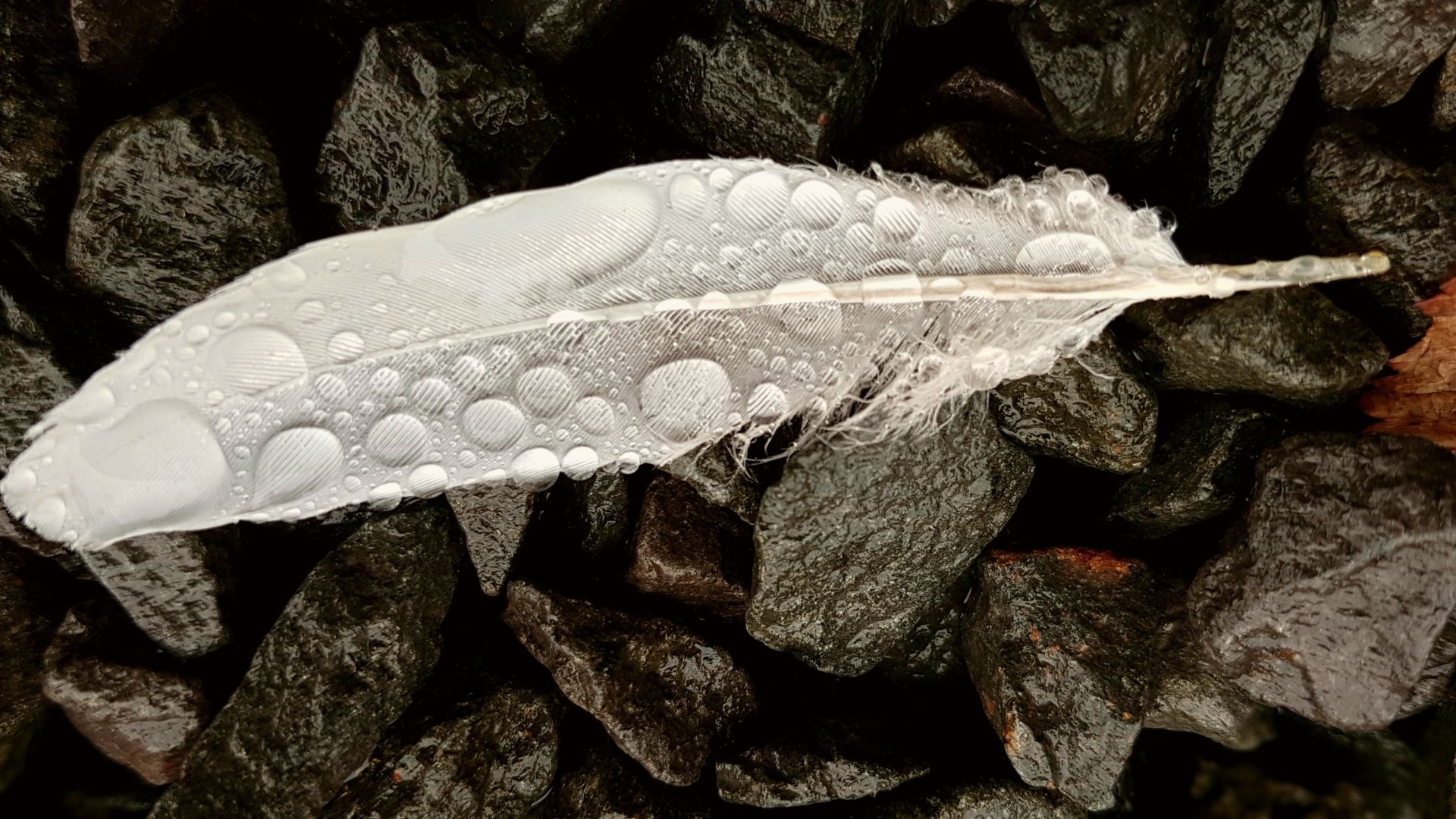 Wallpaper White feather, water drops, rocks