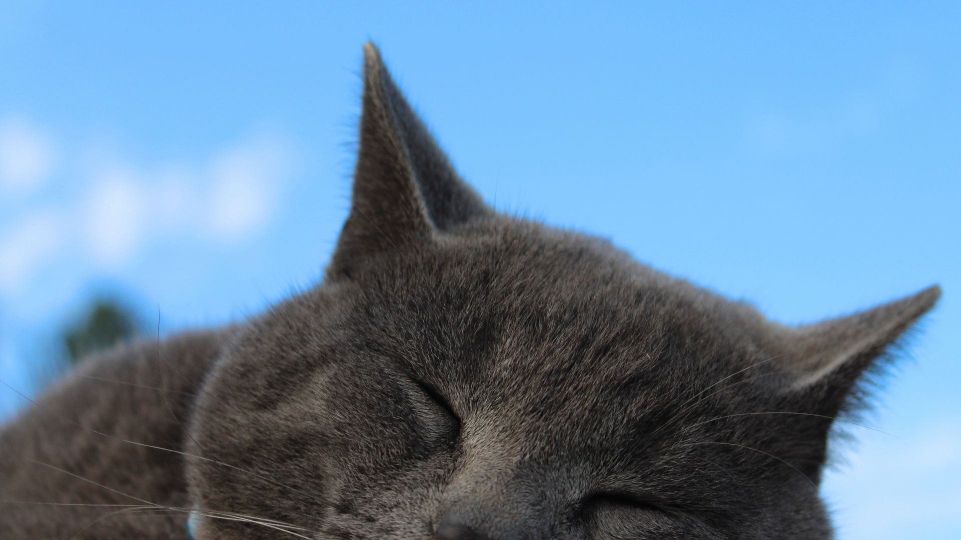 Desktop Wallpaper British Shorthair, Cat, Muzzle, Sleeping, 4k, Hd Image,  Picture, Background, 2364dc
