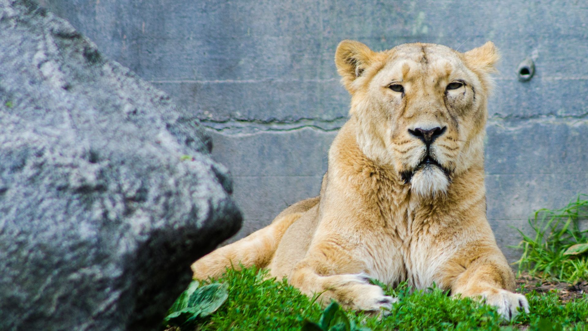 Wallpaper Predator, Lion, lionness, sitting, zoo