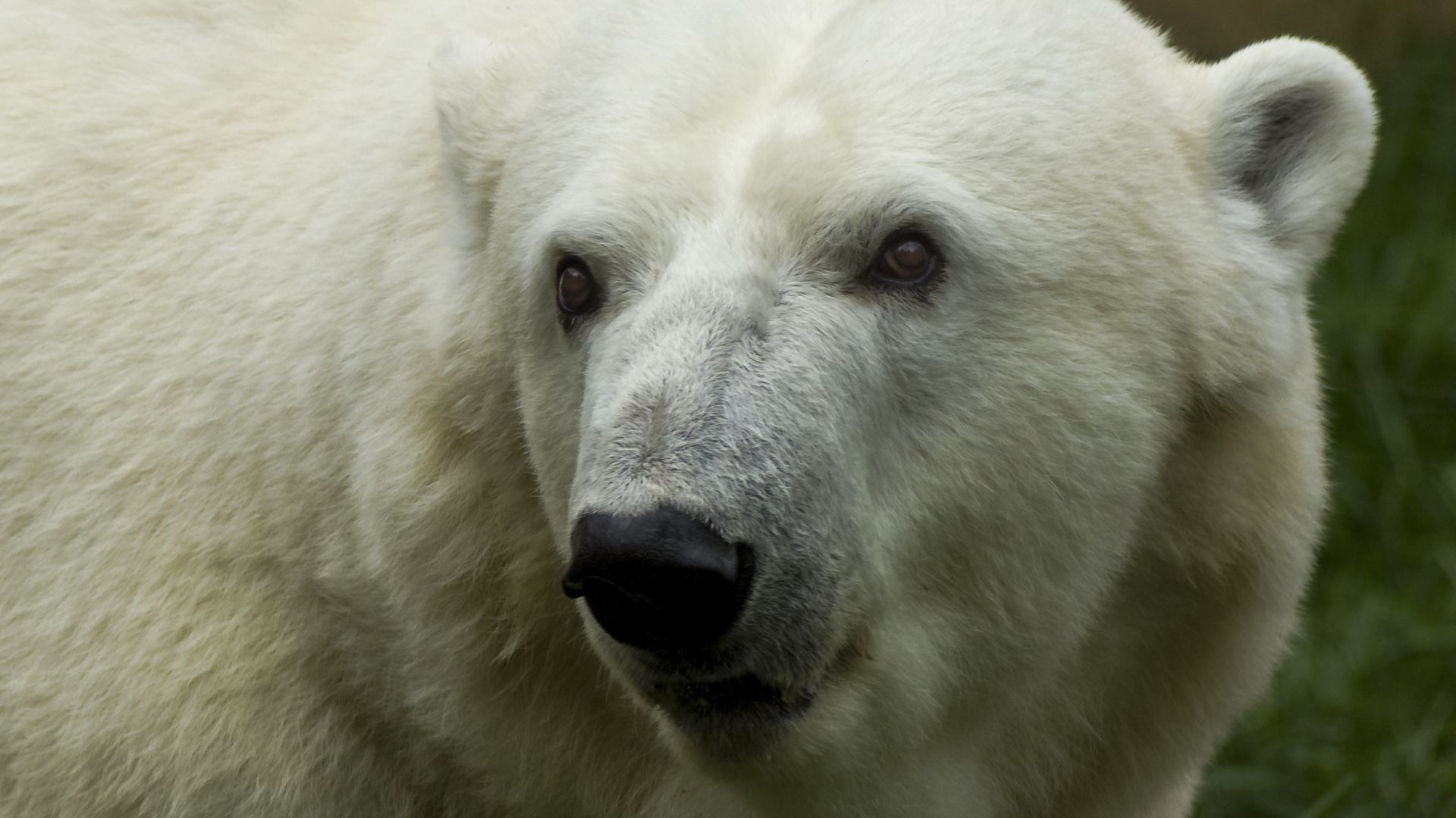 Wallpaper Polar bear, predator, muzzle