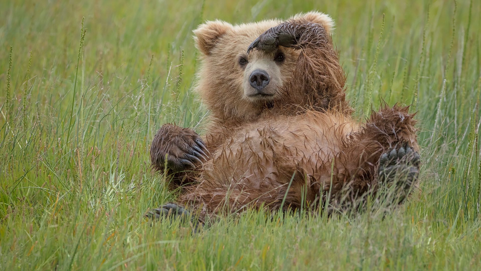 Wallpaper Baby bear, play, animal, predator