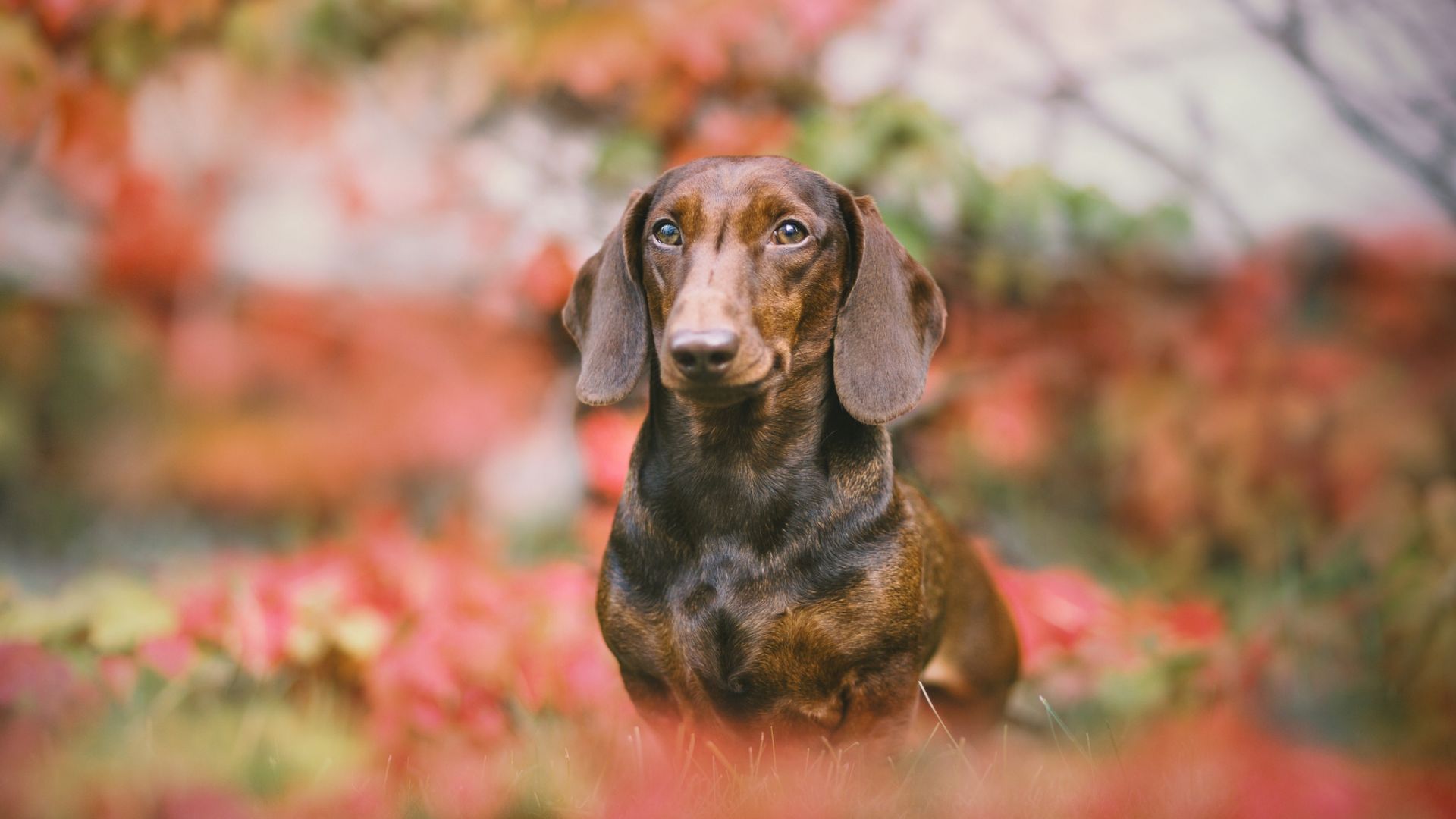 Wallpaper Dachshund, cute dog, blur, stare