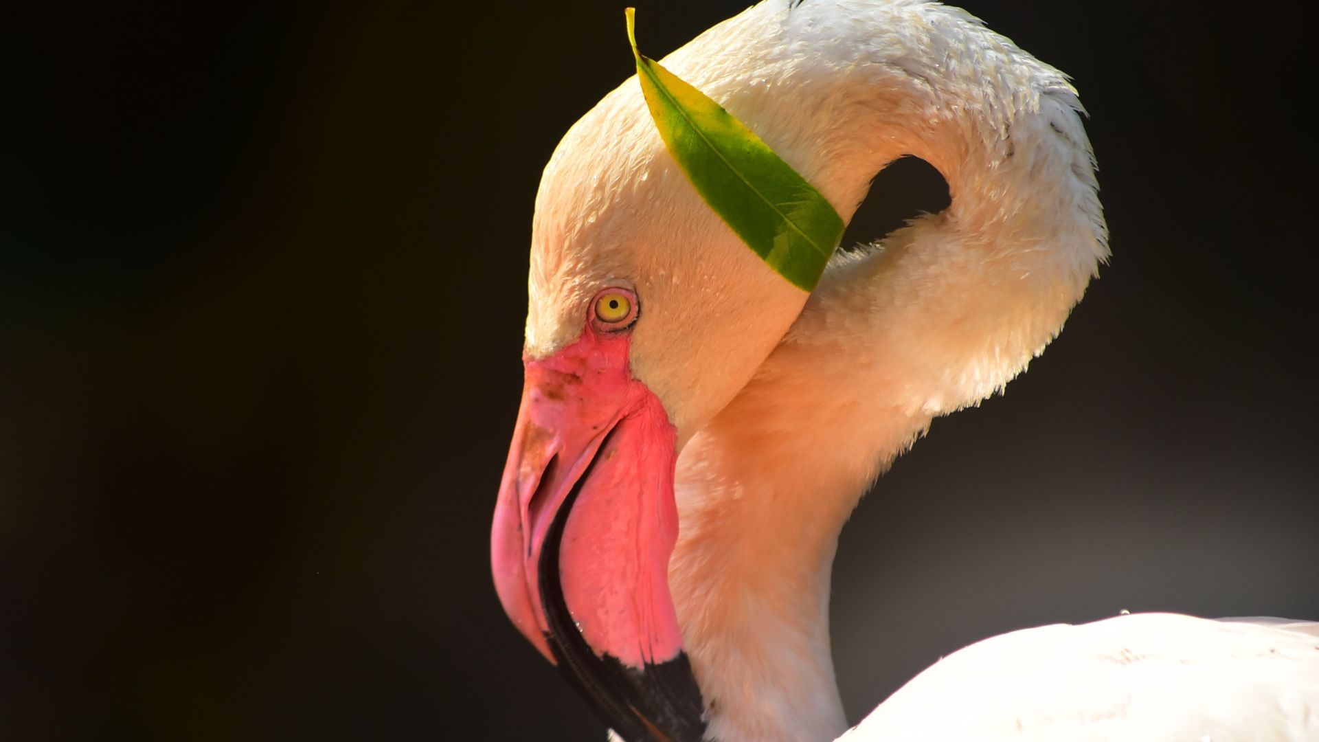 Wallpaper Pink bird, flamingo, muzzle, beak