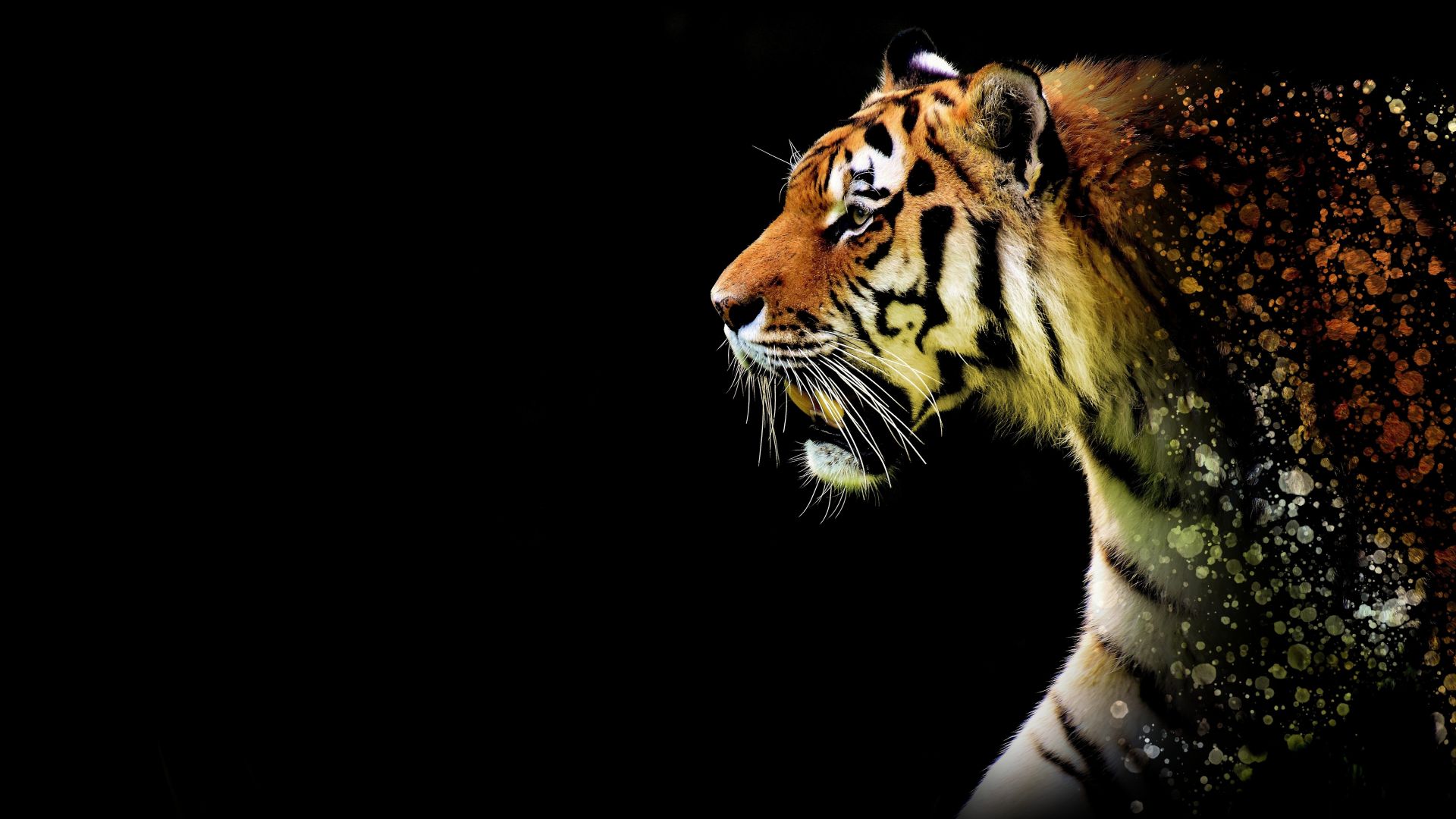 Wallpaper Tiger, predator, animal, art, 5k