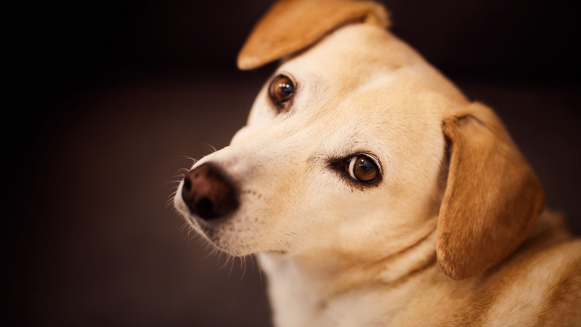 Wallpaper Beagle, dog, cute, muzzle