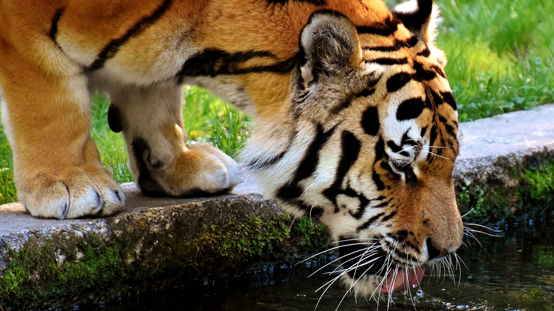 Wallpaper Tiger, predator, drinking water, 4k