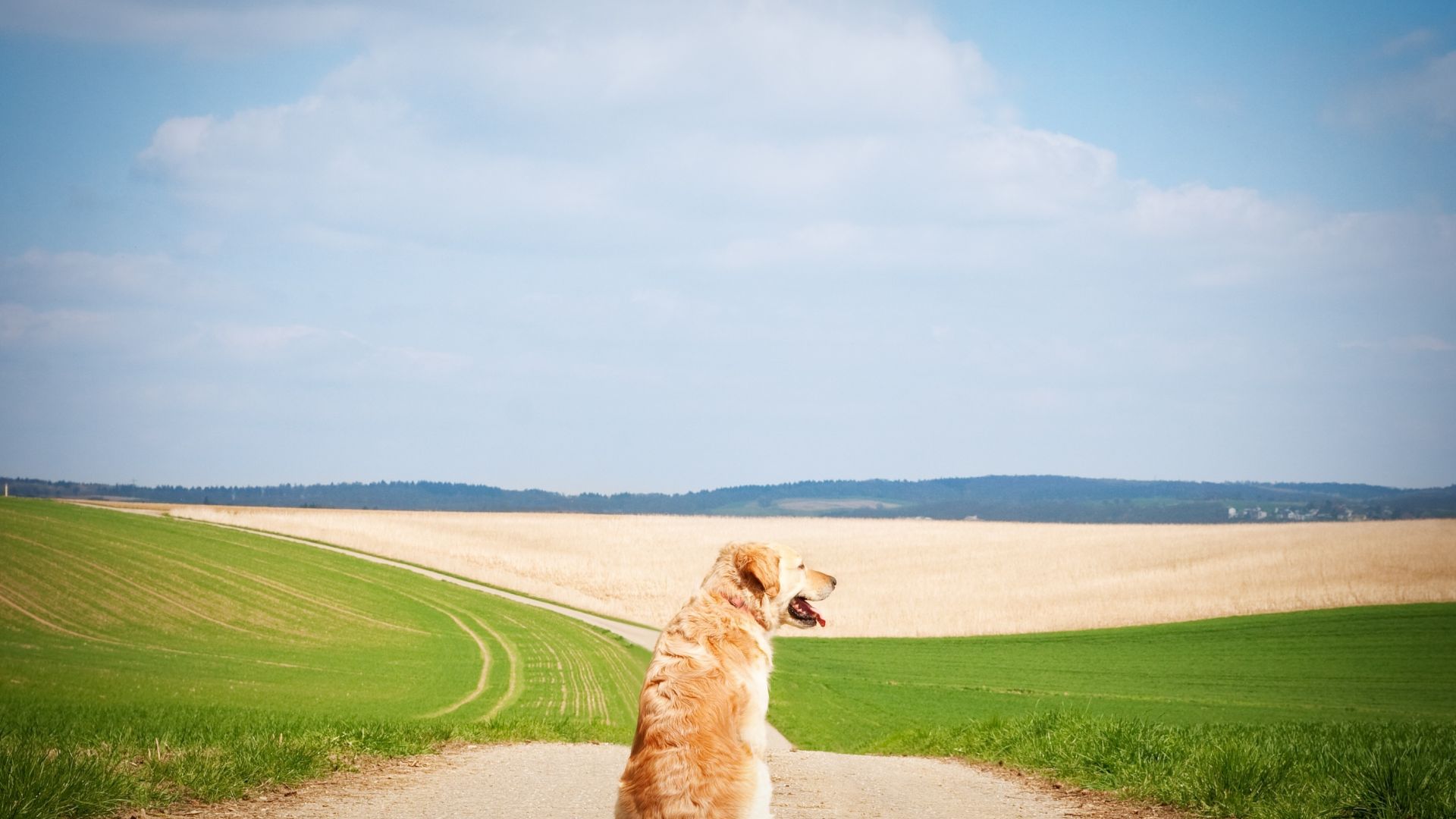 Wallpaper Landscape, road, golden retriever, dog