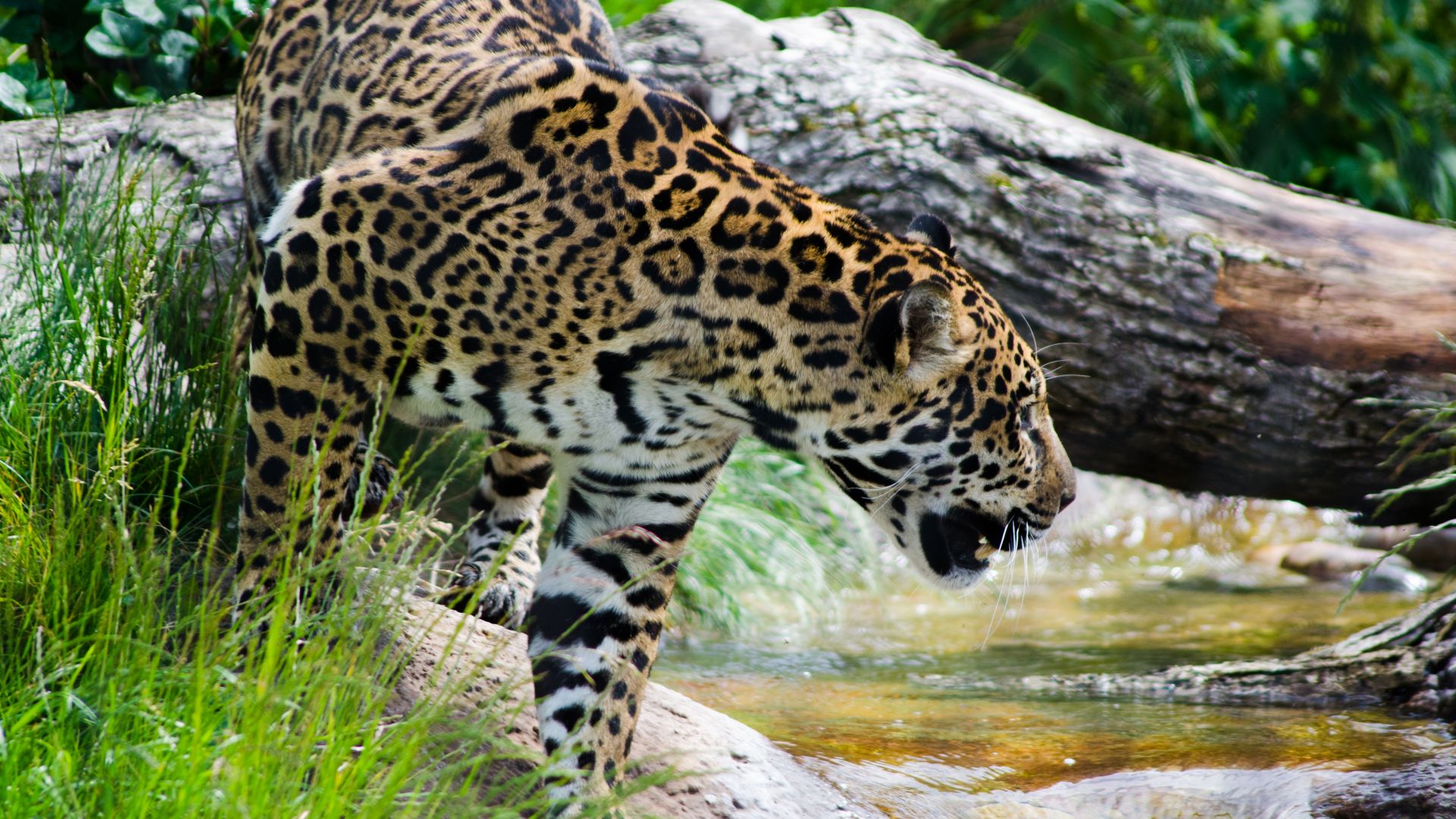 Wallpaper Jaguar, spotted animal, wild & big cat