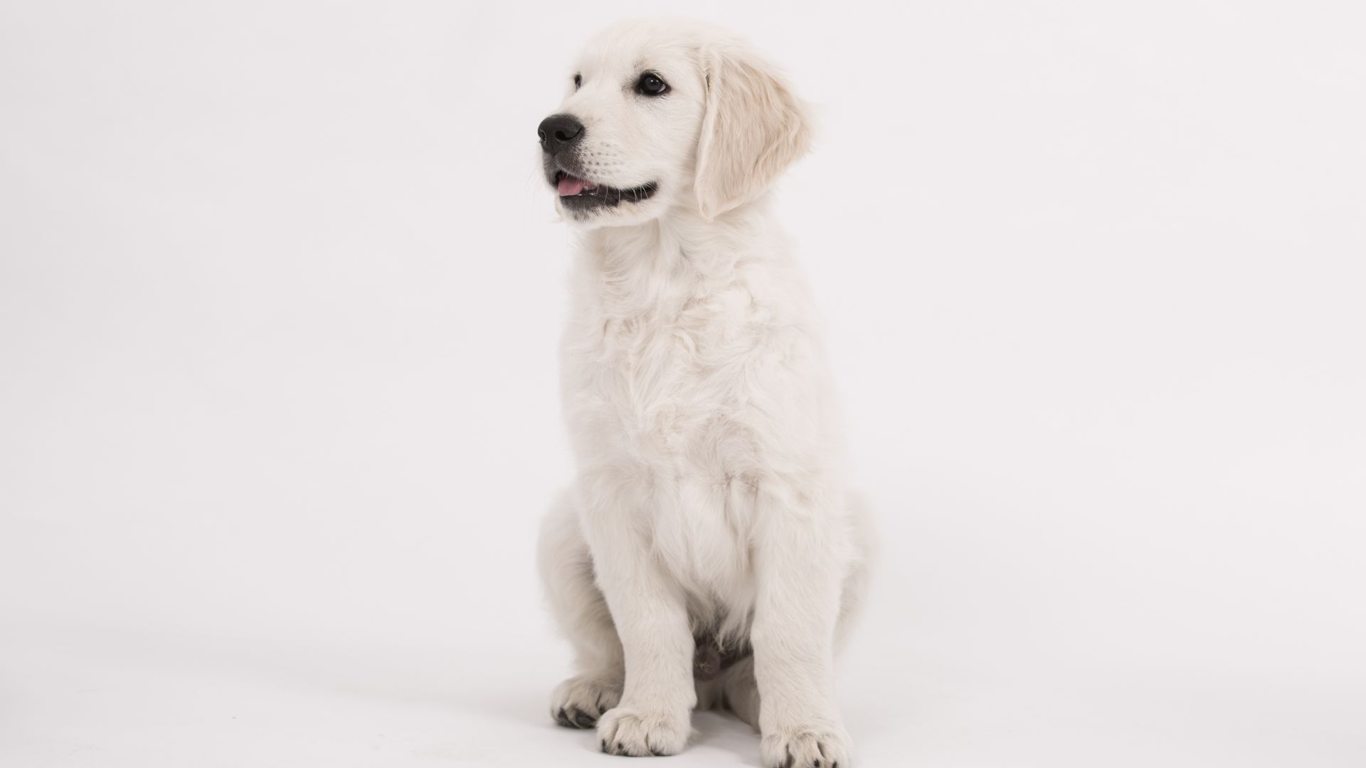 Wallpaper Puppy, cute, golden retriever, 4k