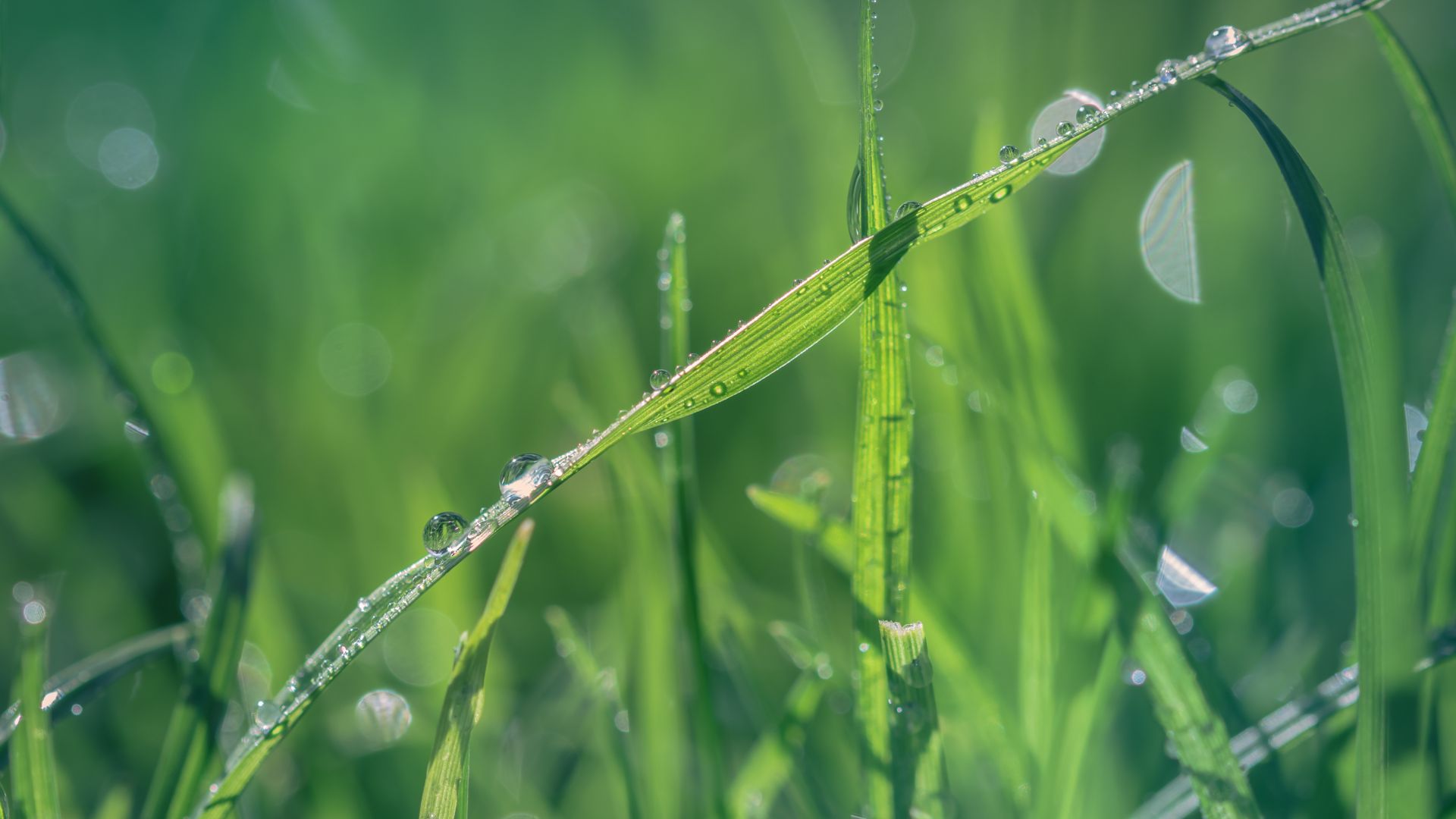 Wallpaper Grass, water drops, close up, 5k