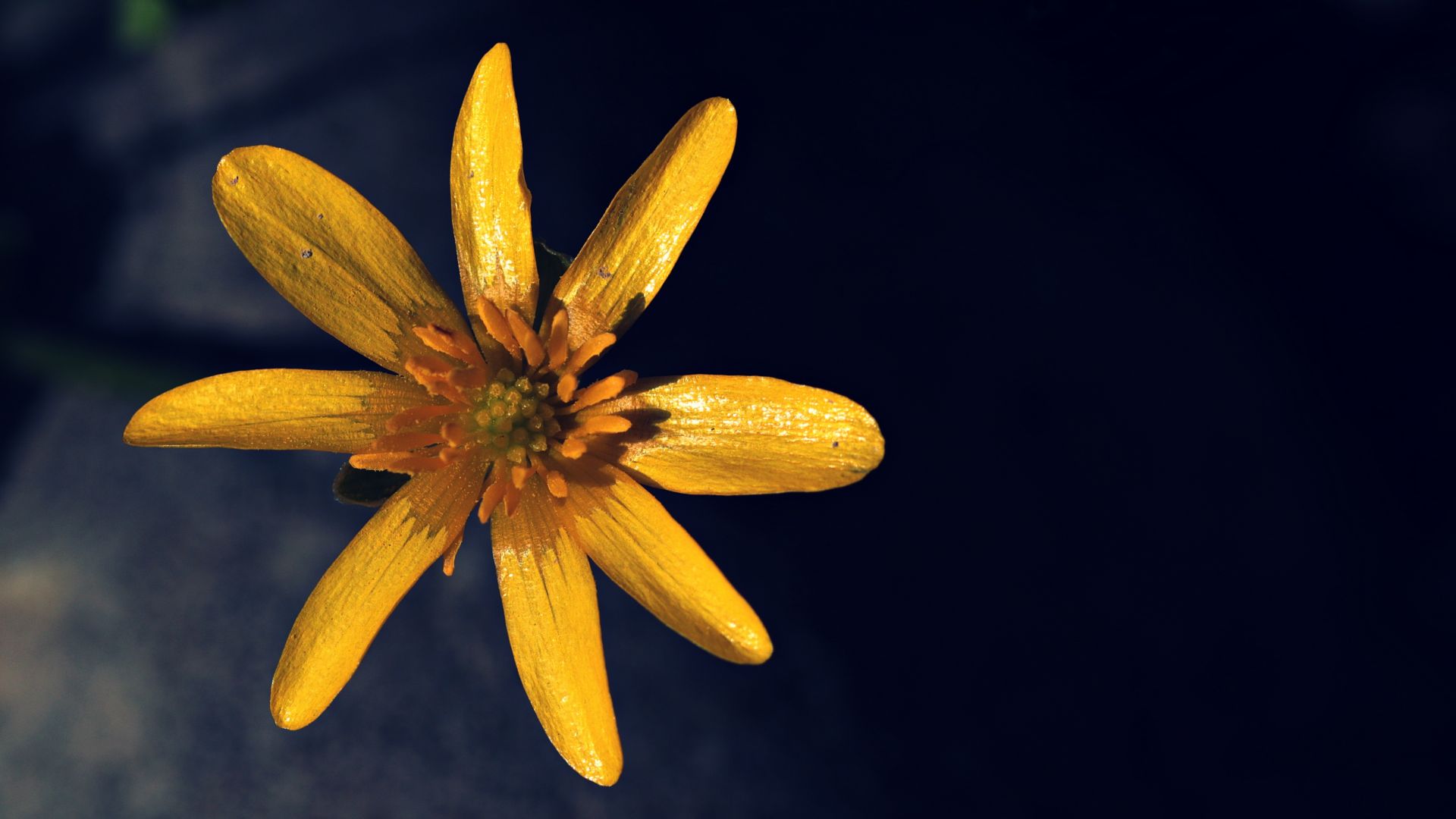 Wallpaper Yellow garden flower, close up
