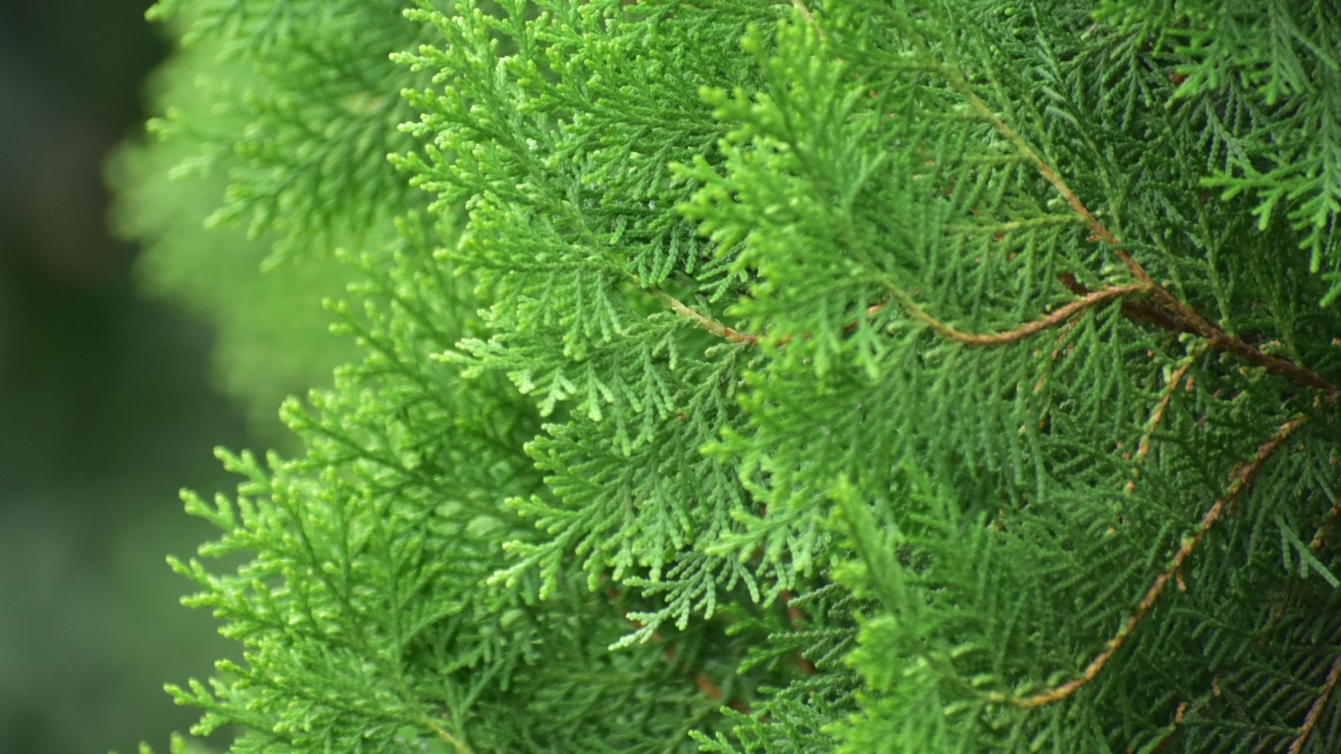 Wallpaper Pine tree, green branches, 5k