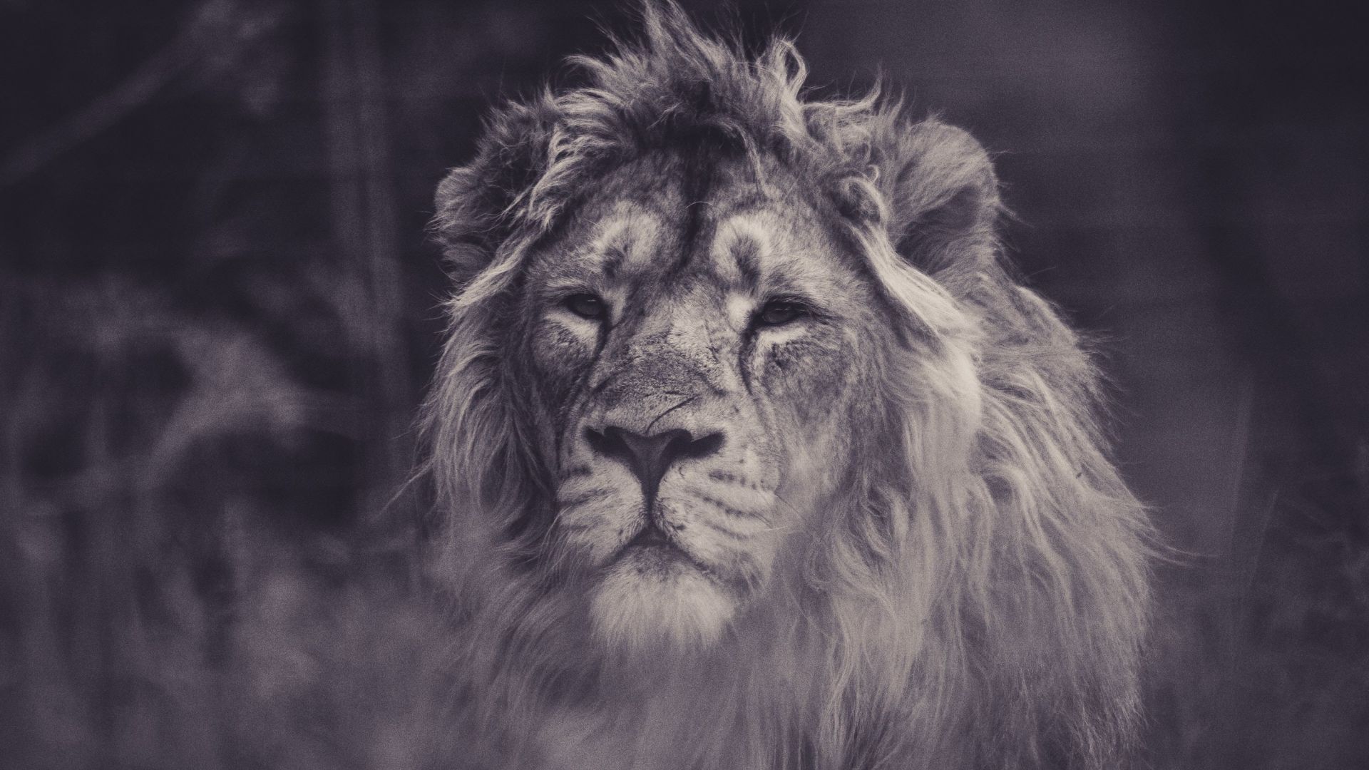 Wallpaper Lion, animal, predator, muzzle