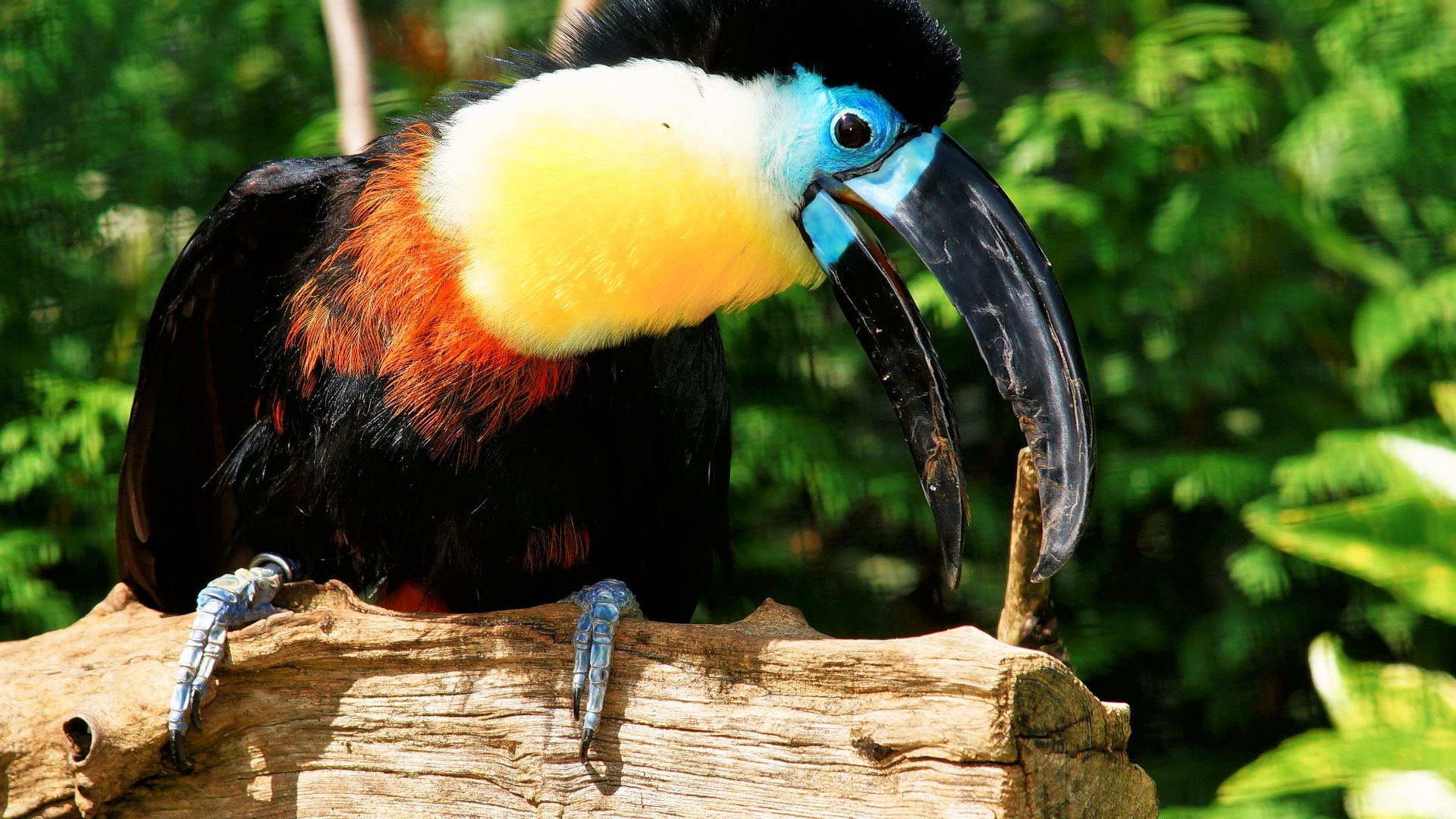 Wallpaper Toucan, bird, colorful, big beak bird