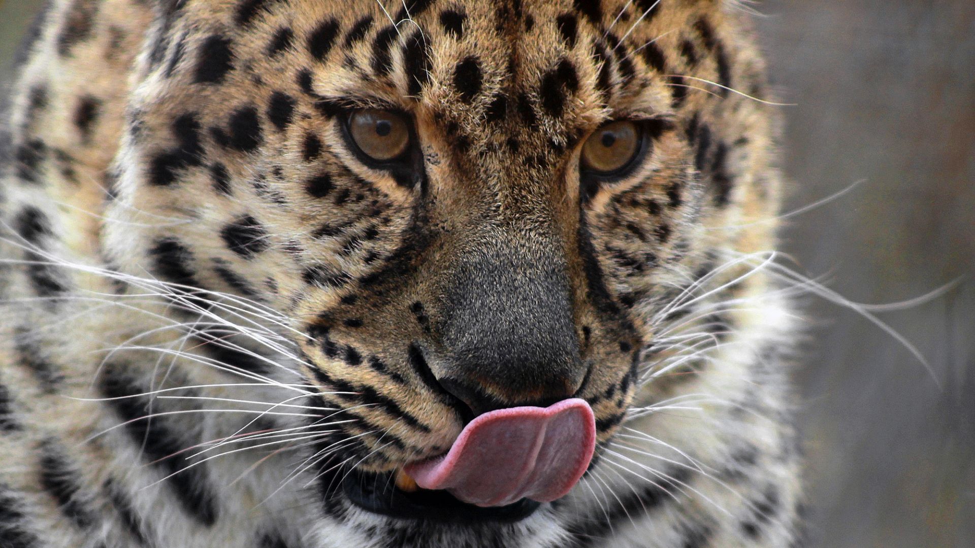Wallpaper Leopard, muzzle, fur
