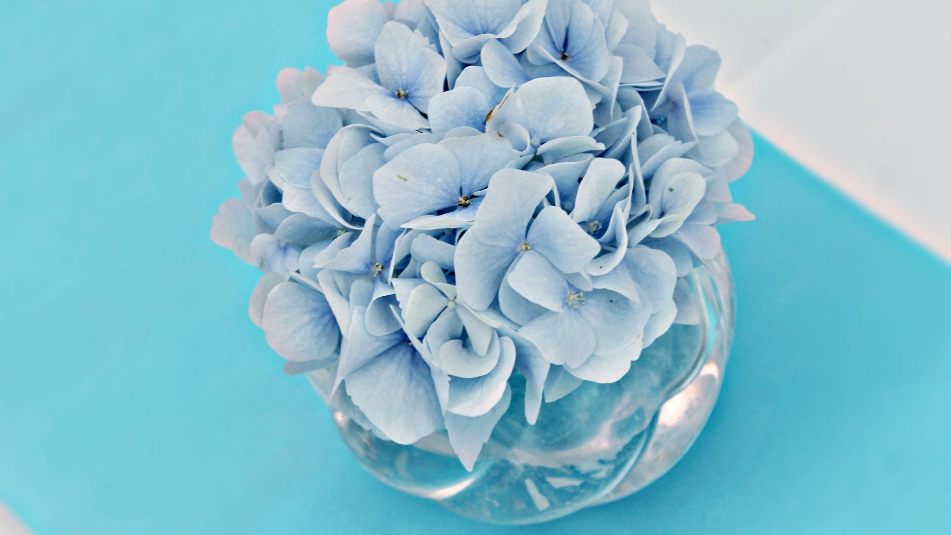 Wallpaper Hydrangea, blue flowers, pot